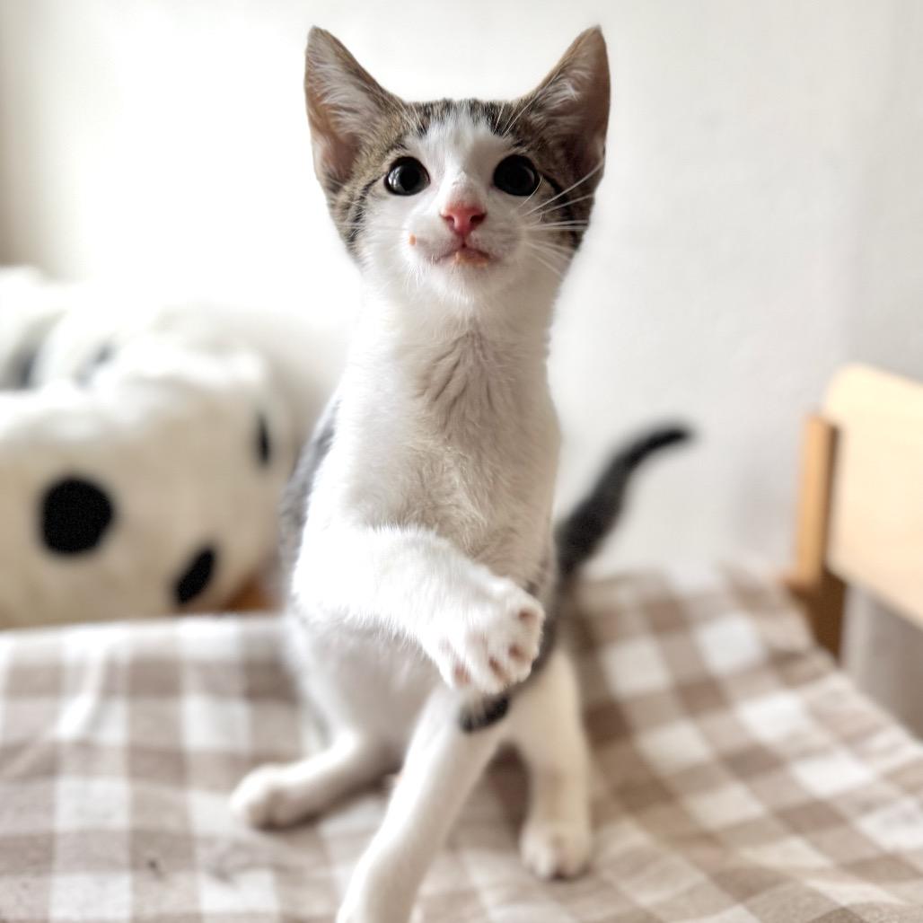 Raphael — thumbnail 4