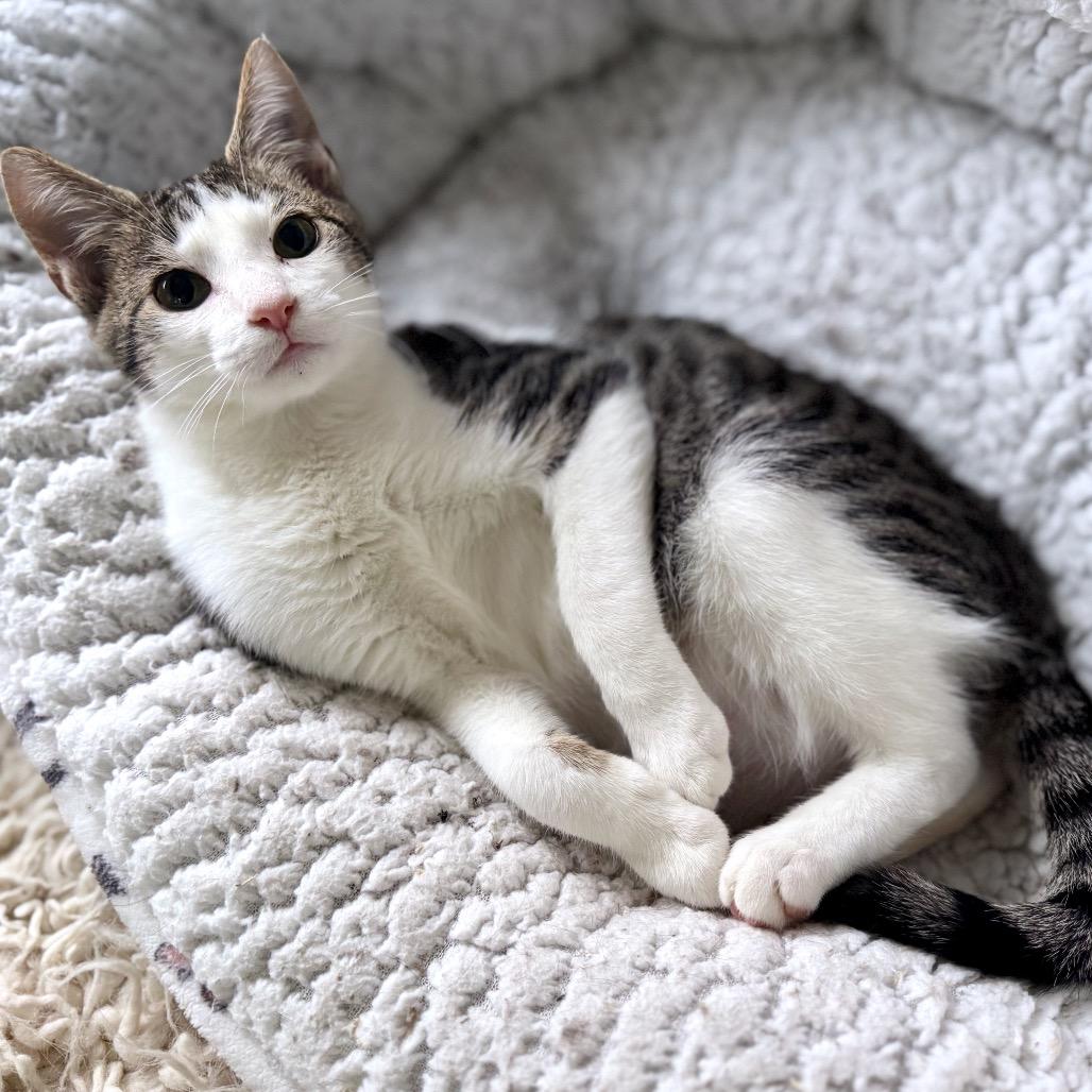 Raphael — thumbnail 6