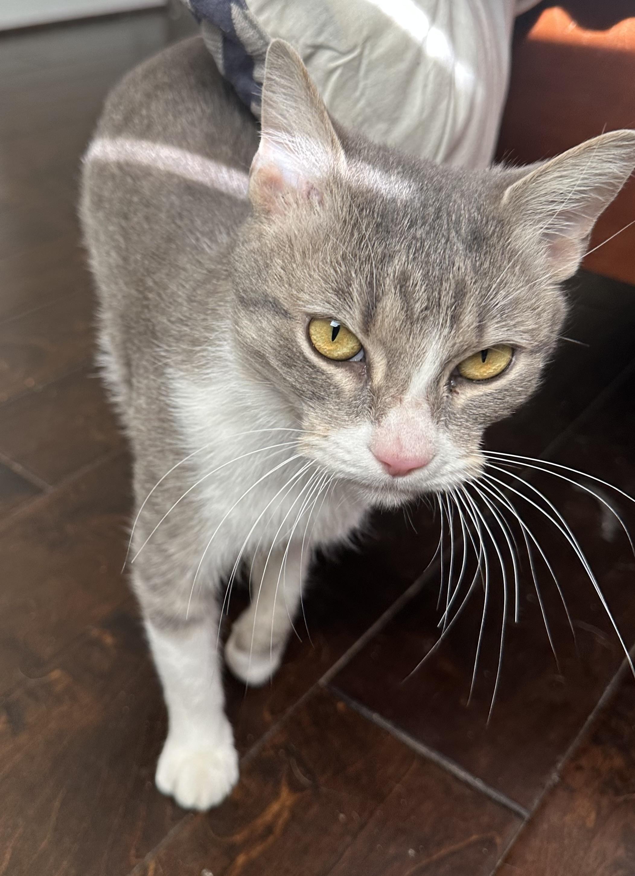 Mimi, ADOPTABLE, Young Female Domestic Short Hair.