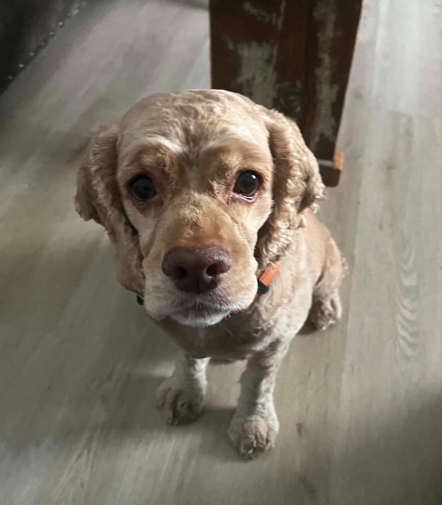 Bailee, Adoptable, Senior Male Cocker Spaniel.