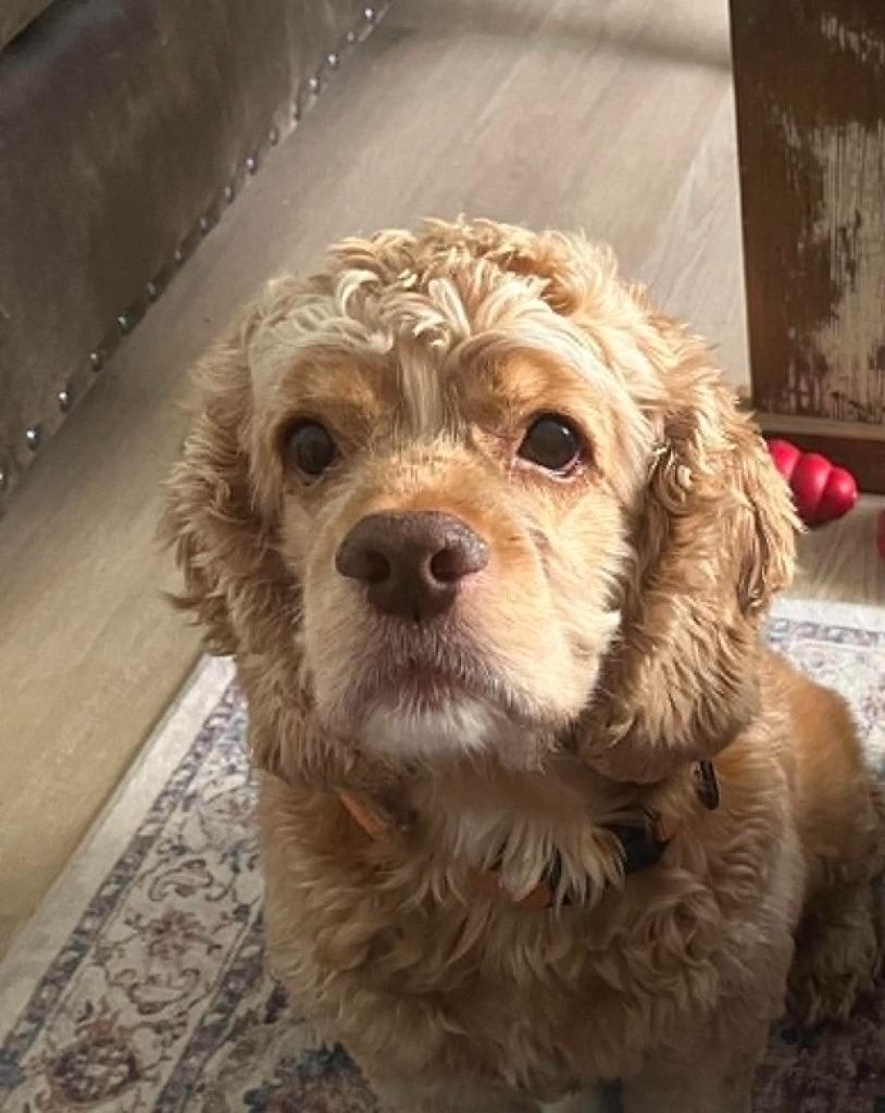 Bailee, a Adoptable Cocker Spaniel in Austin, TX image 2/4
