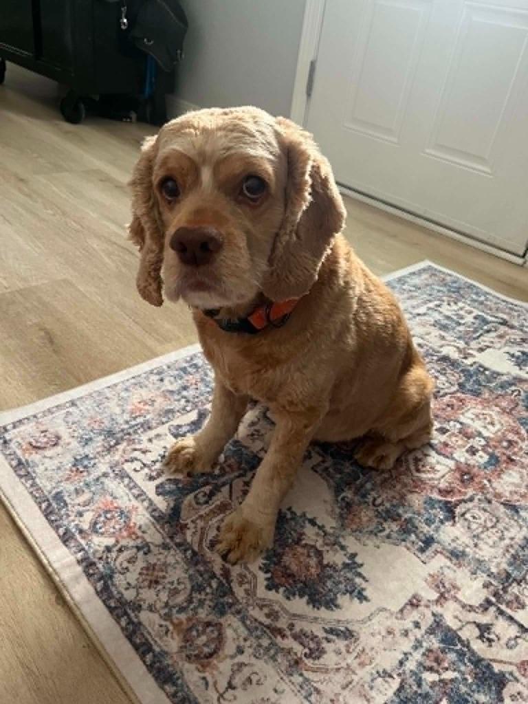 Bailee, a Adoptable Cocker Spaniel in Austin, TX image 4/4