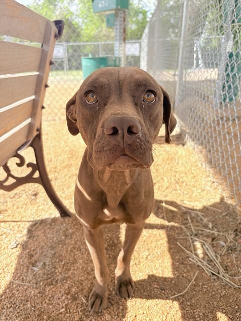 STELLA, Adoptable, Young Female Boxer & Mixed Breed.