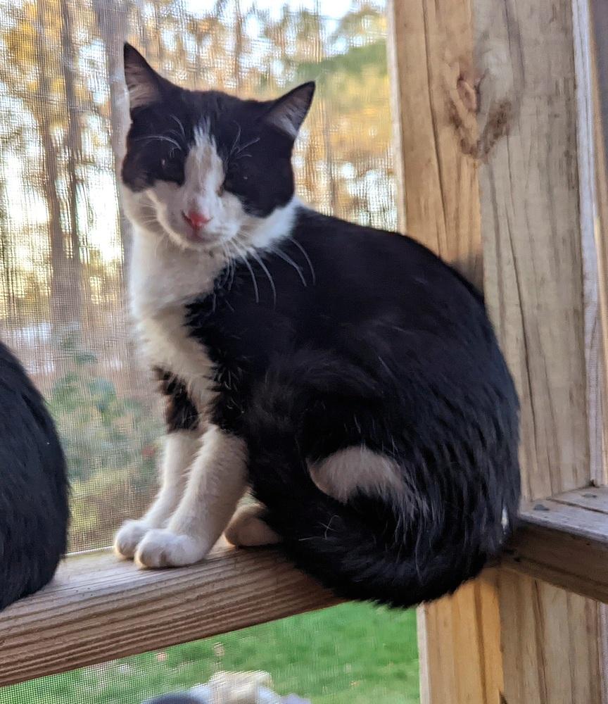 Bubbles, Adoptable, Adult Female Domestic Short Hair.