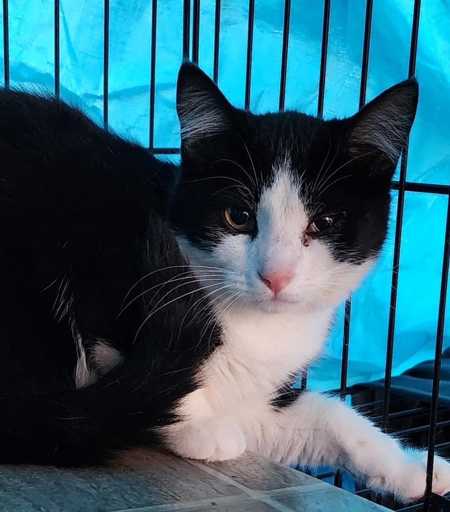 Enlarge Bubbles, a Adoptable Domestic Short Hair in Virginia Beach, VA image 2/3