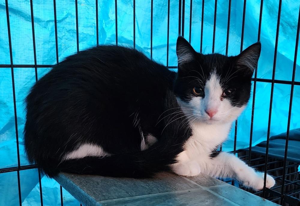 Enlarge Bubbles, a Adoptable Domestic Short Hair in Virginia Beach, VA image 3/3