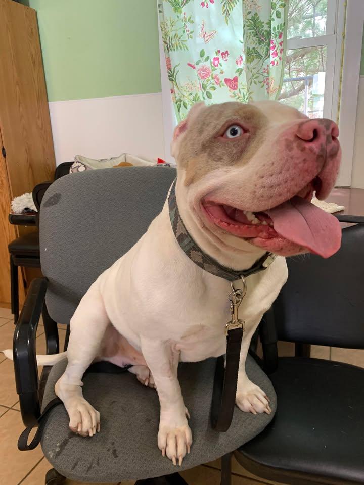 Theophilus, Adoptable, Adult Male American Bully.