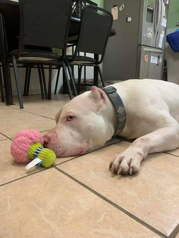 Theophilus thumbnail 3