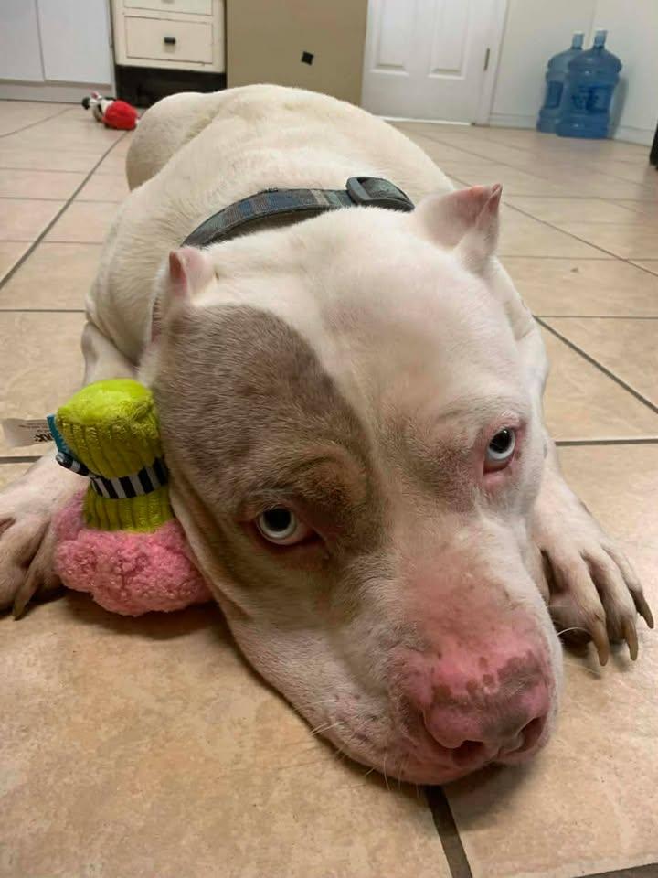 Theophilus thumbnail 4