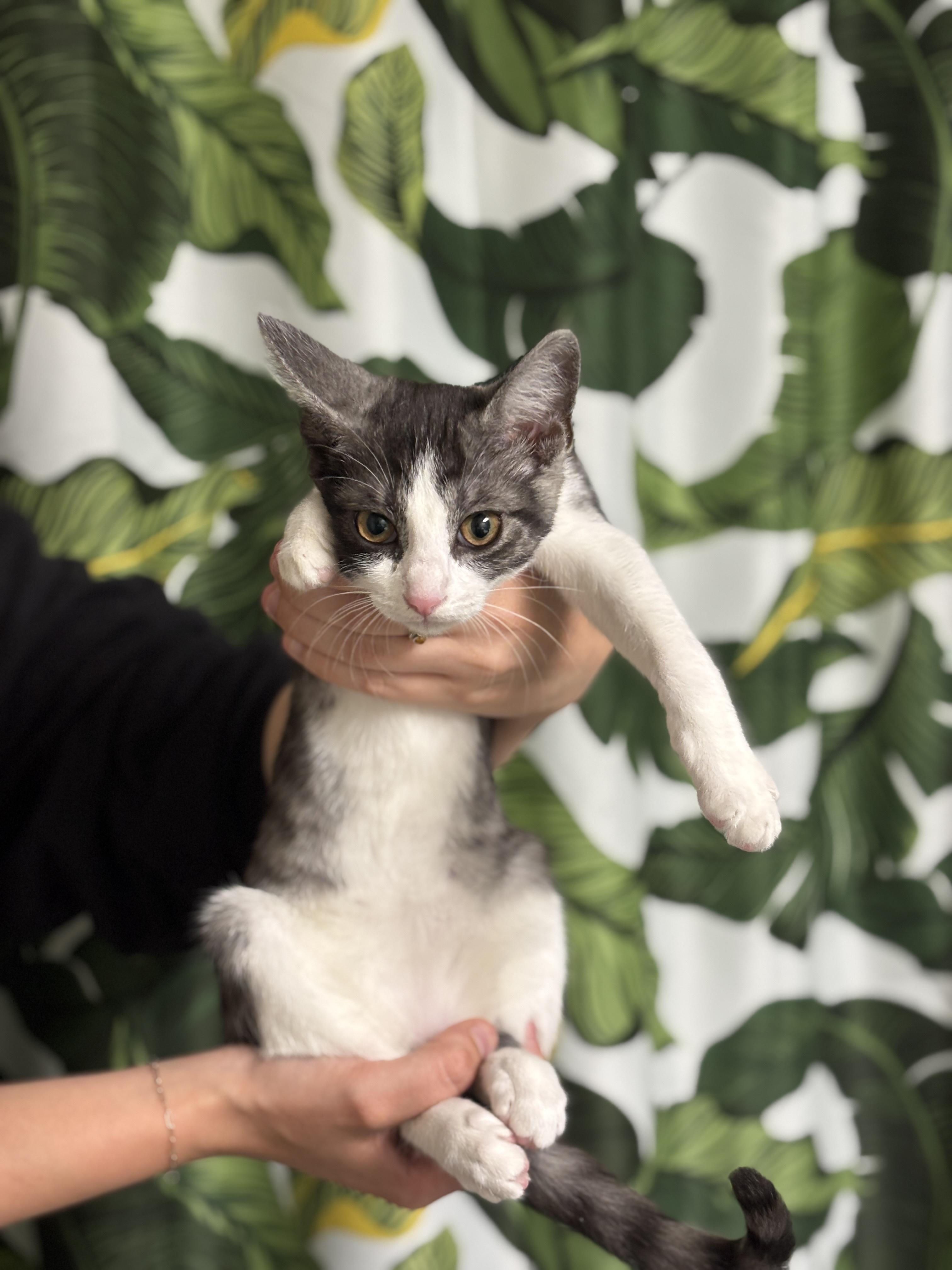 Knife and Fork, a ADOPTABLE Domestic Short Hair in Glendale , CA image 2/5