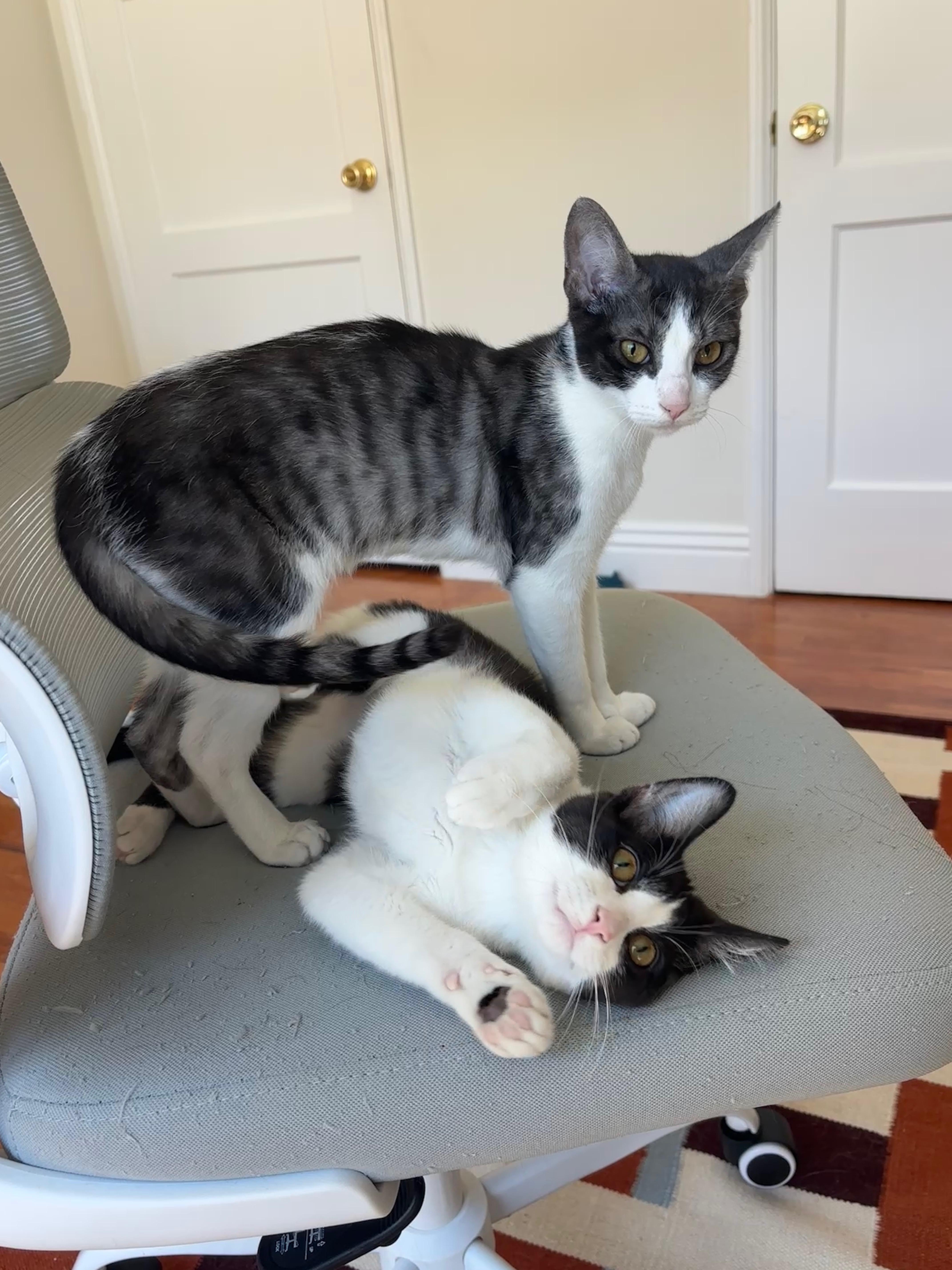 Fork, a ADOPTABLE Domestic Short Hair in Glendale , CA image 5/6