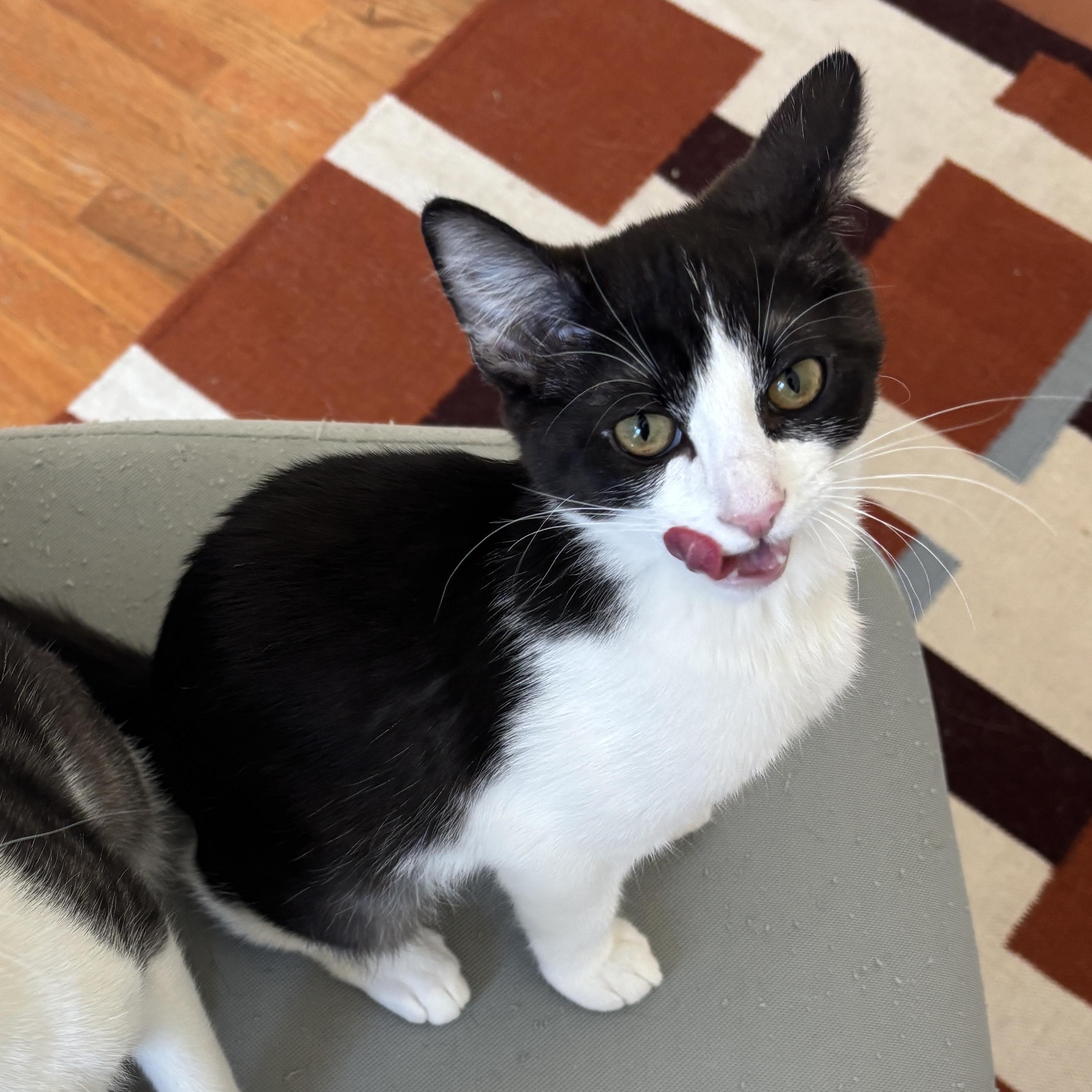 Fork, a ADOPTABLE Domestic Short Hair in Glendale , CA image 4/6