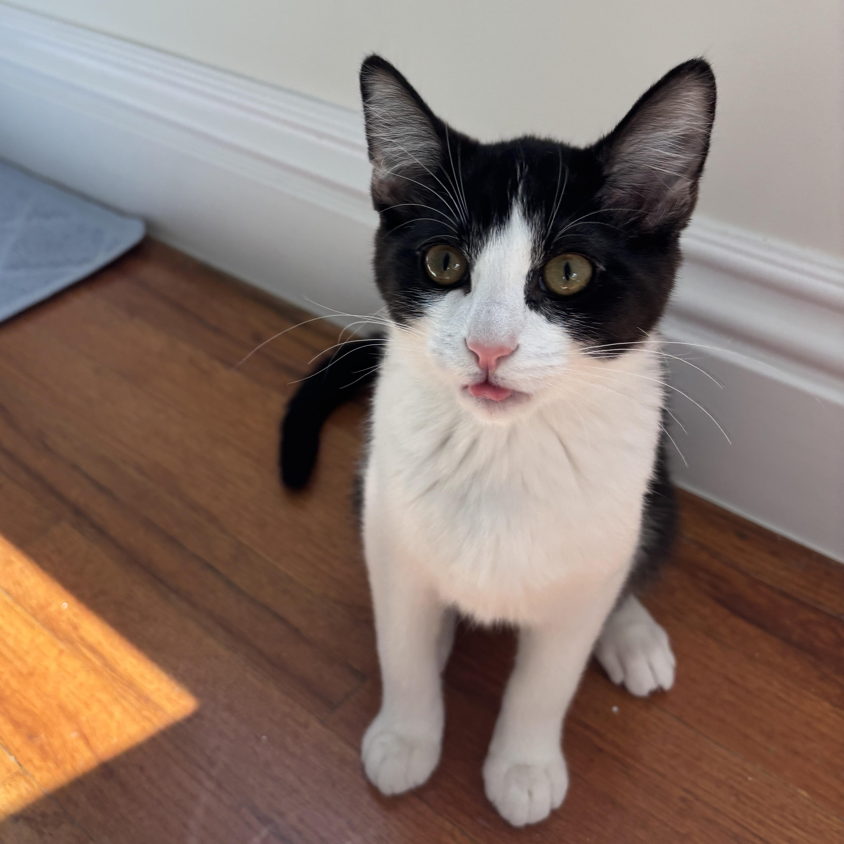 Fork, a ADOPTABLE Domestic Short Hair in Glendale , CA image 1/6