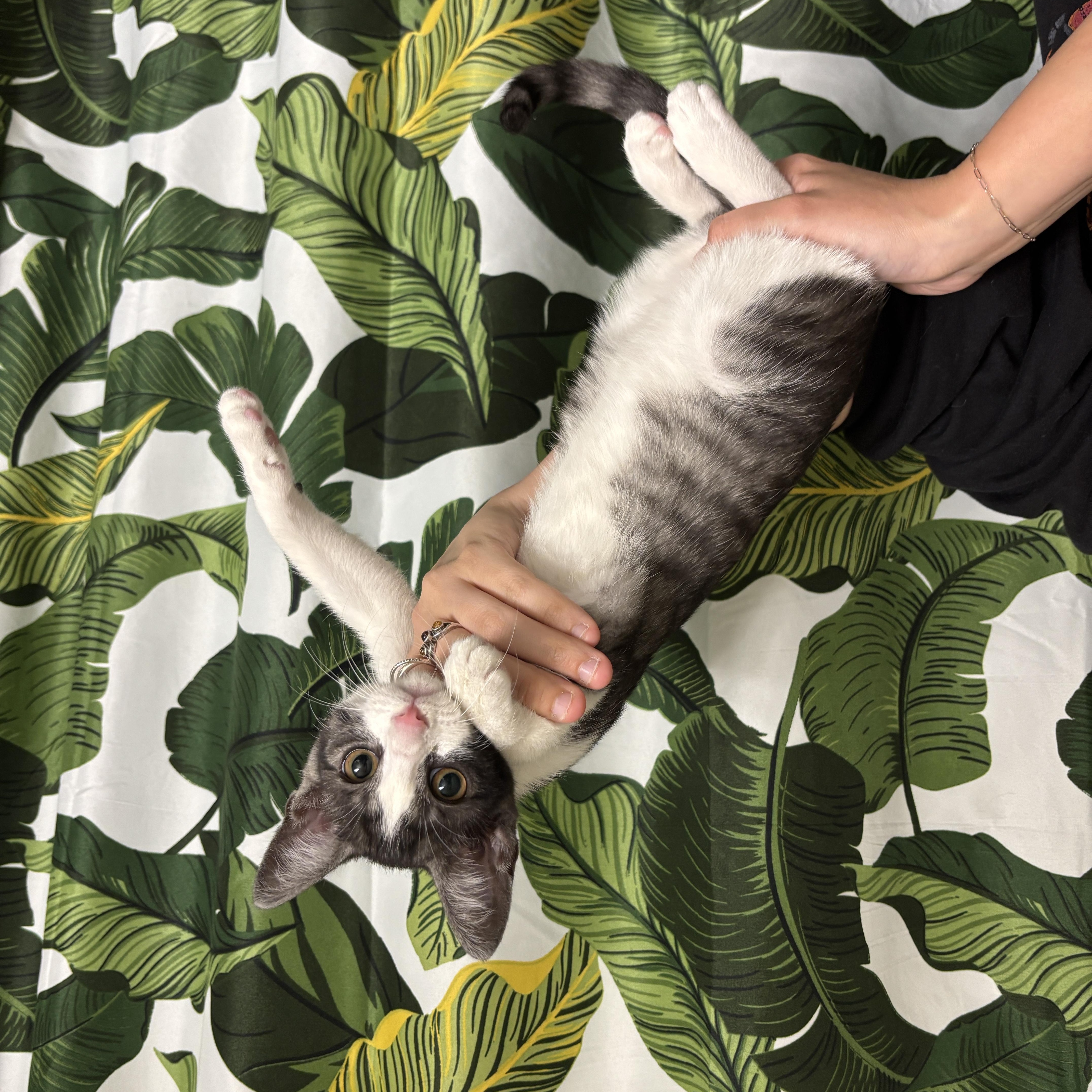Knife and Fork, a ADOPTABLE Domestic Short Hair in Glendale , CA image 3/5