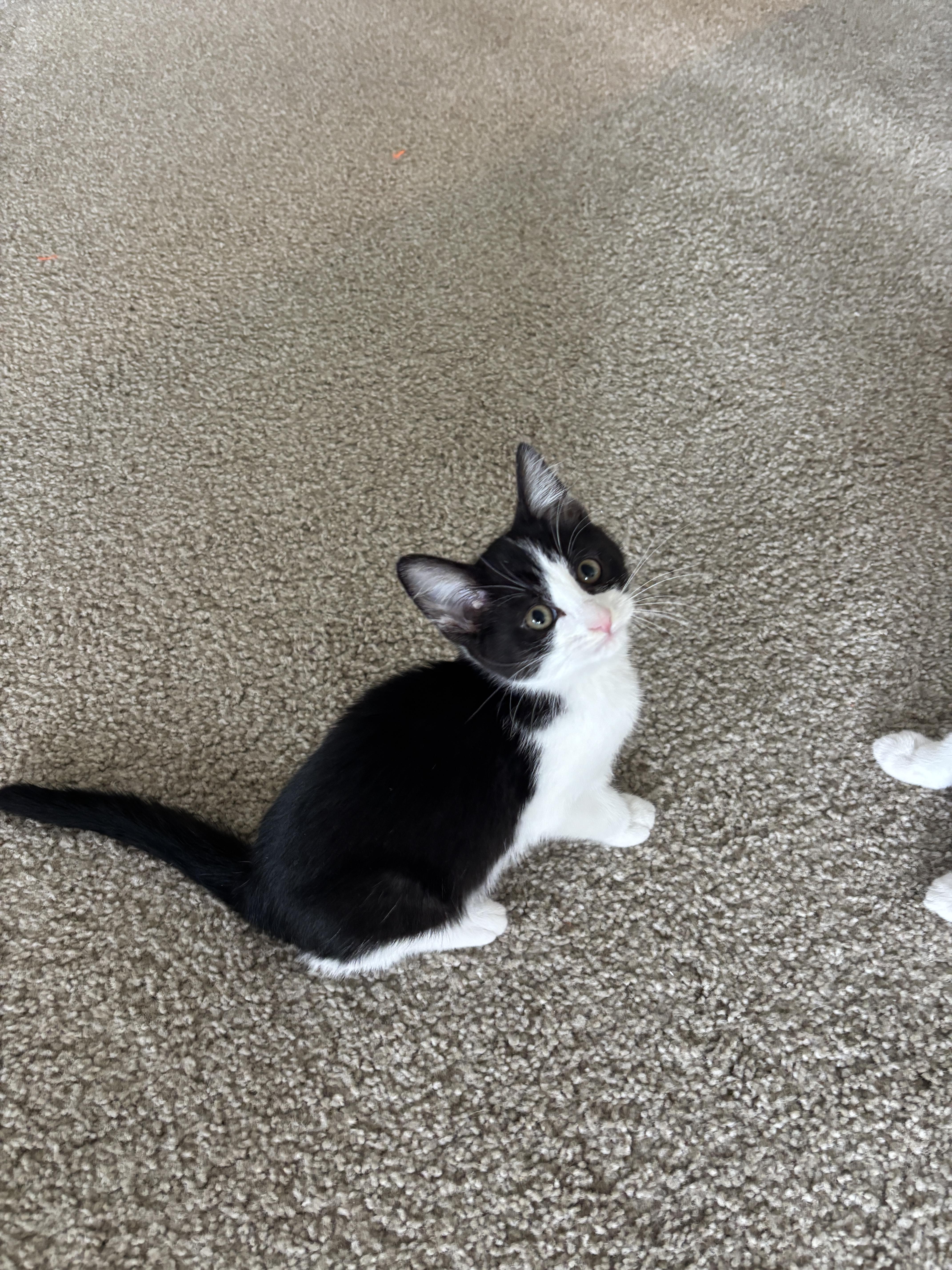 Knife and Fork, a ADOPTABLE Domestic Short Hair in Glendale , CA image 5/5