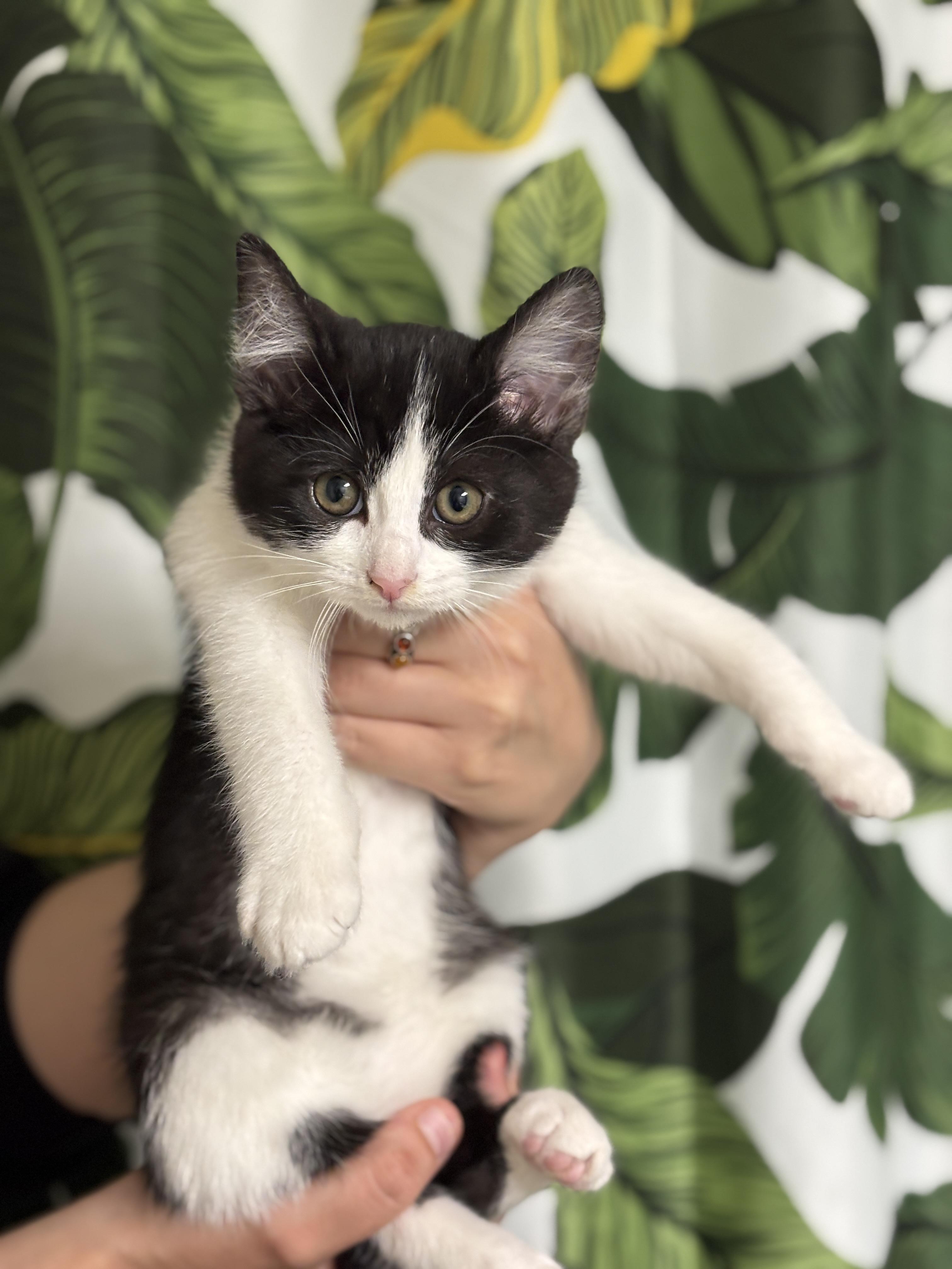 Knife and Fork, ADOPTABLE, Kitten Female Domestic Short Hair.