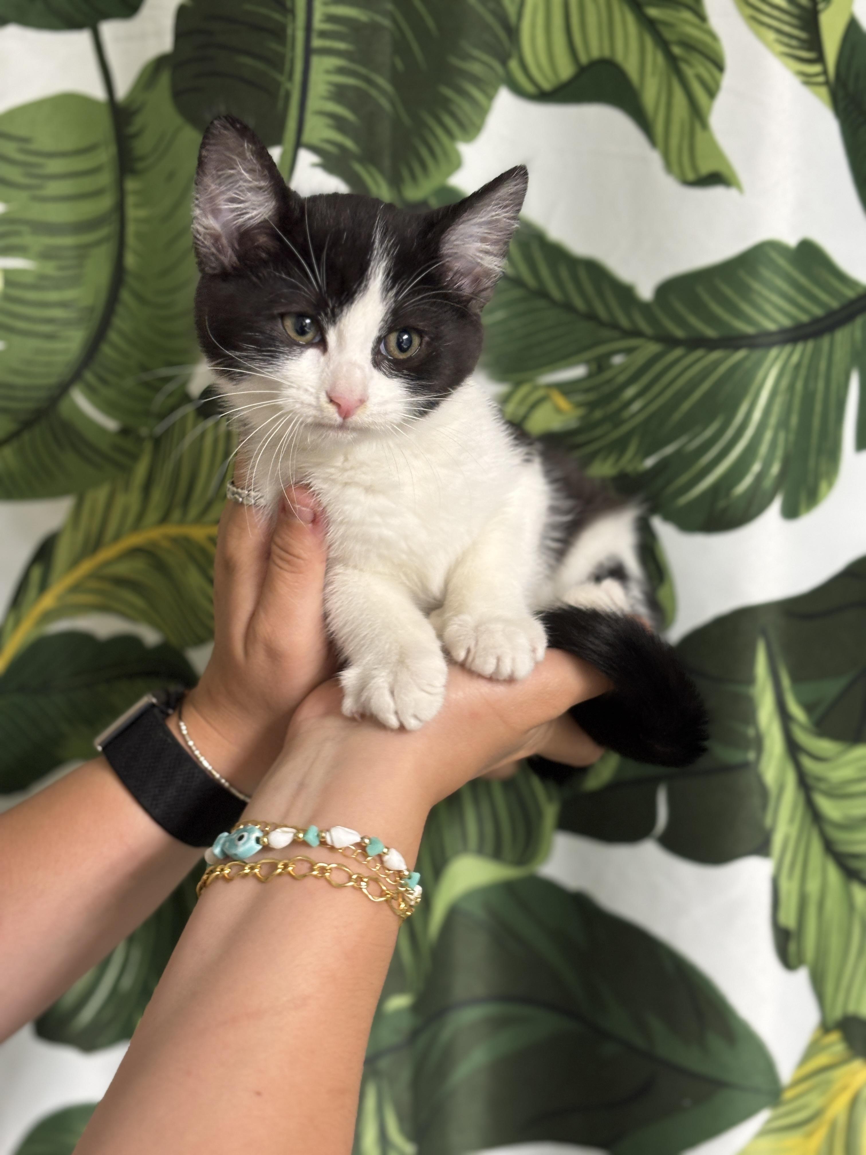 Knife and Fork, a ADOPTABLE Domestic Short Hair in Glendale , CA image 4/5
