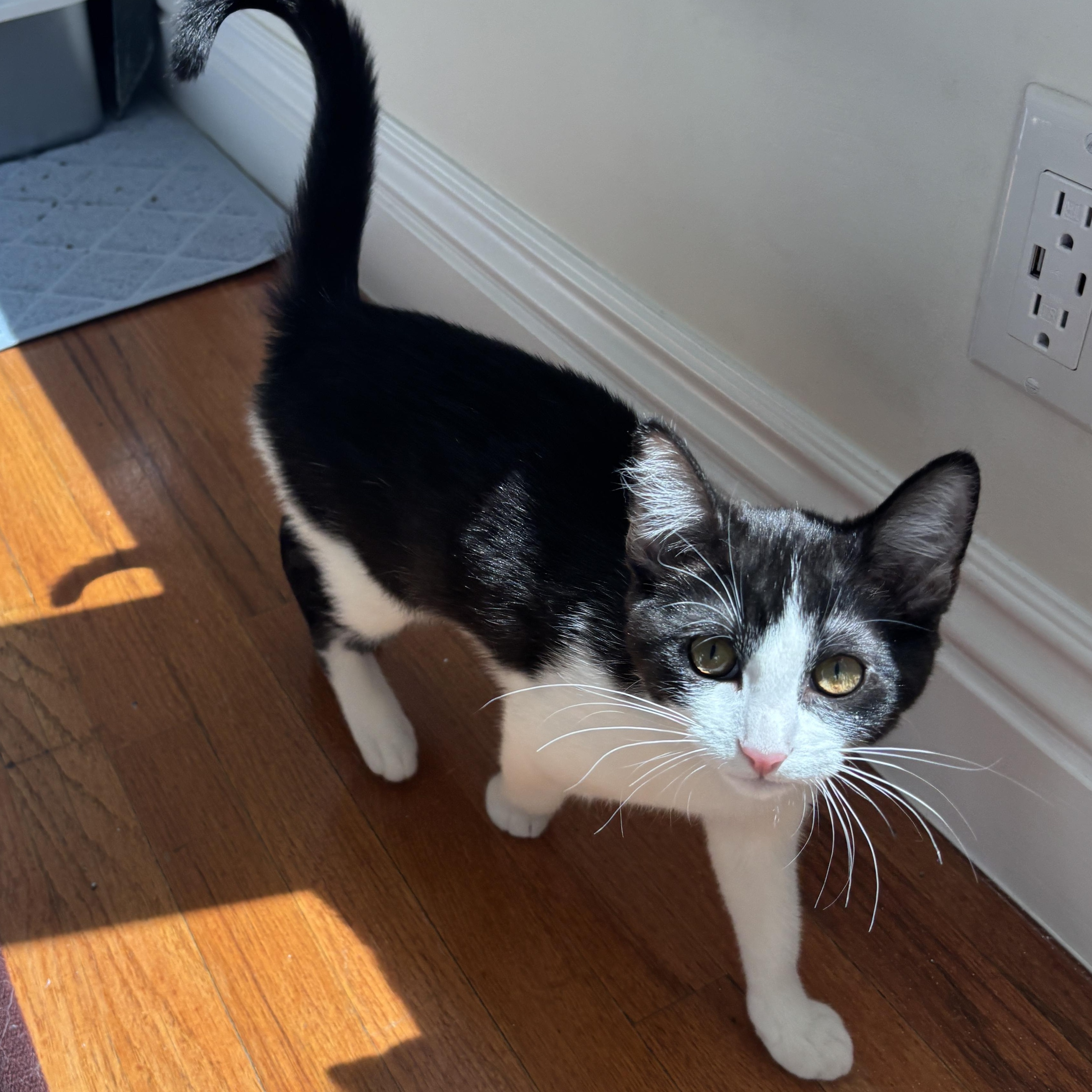Fork, a ADOPTABLE Domestic Short Hair in Glendale , CA image 3/6