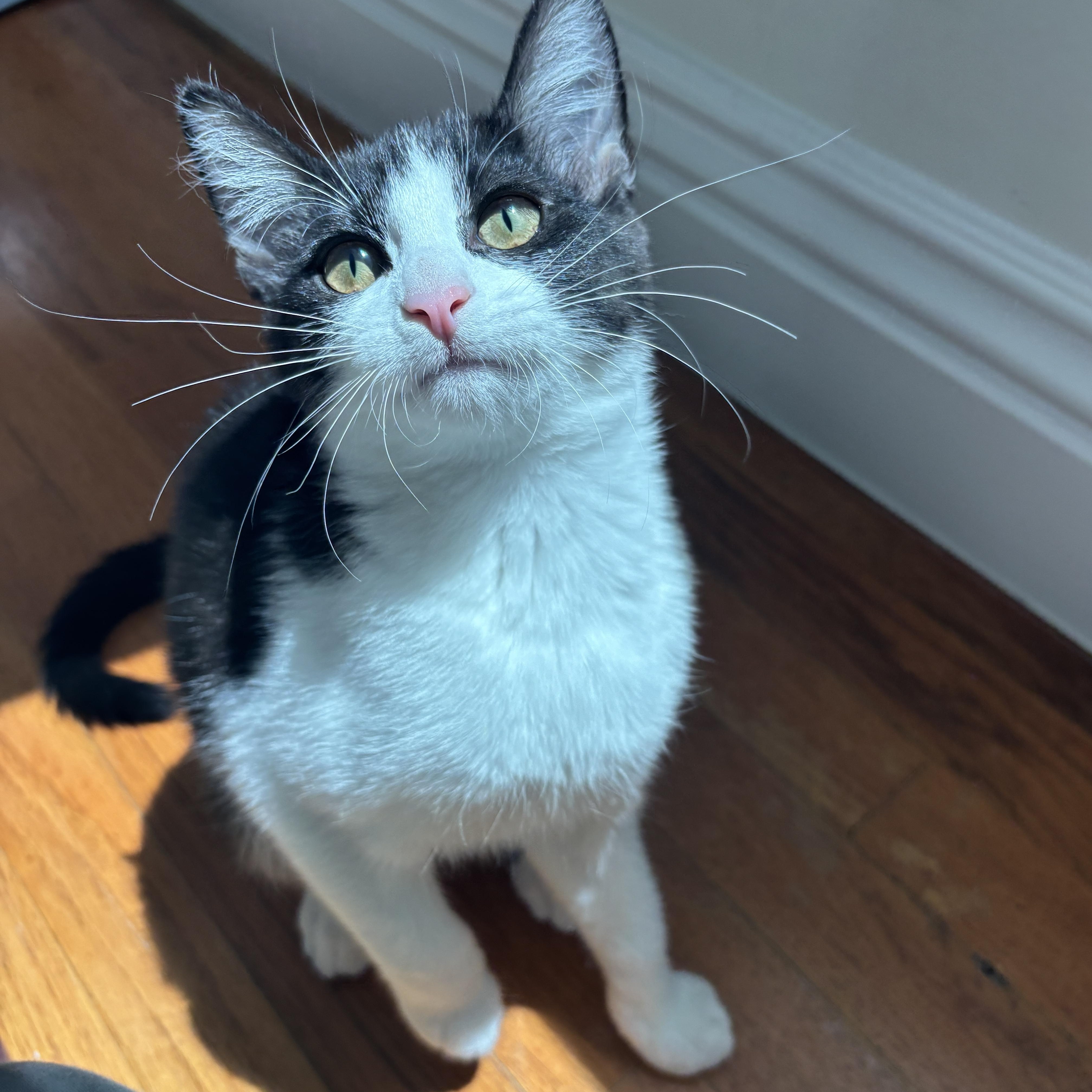 Fork, a ADOPTABLE Domestic Short Hair in Glendale , CA image 2/6