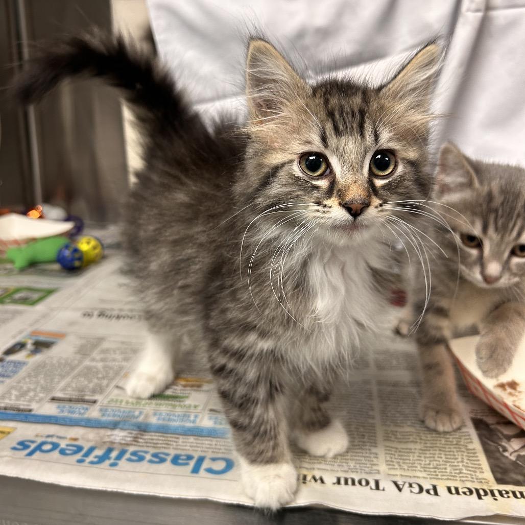 Max, Adoptable, Kitten Male Domestic Medium Hair.