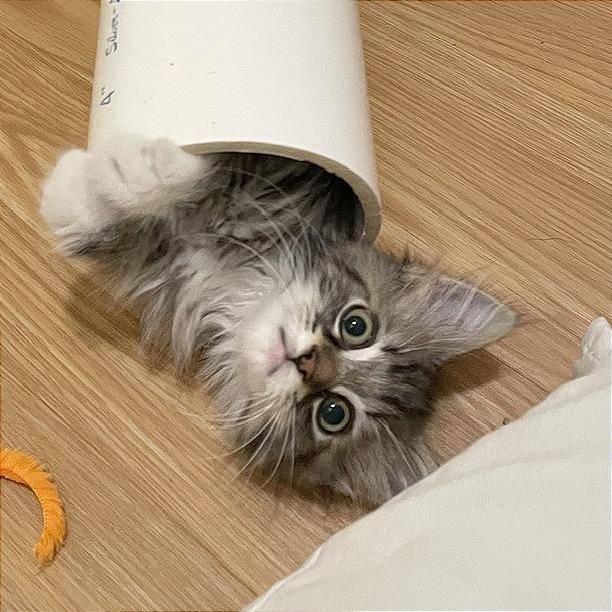 Enlarge Max, a Adoptable Domestic Medium Hair in Hendersonville, NC image 2/5