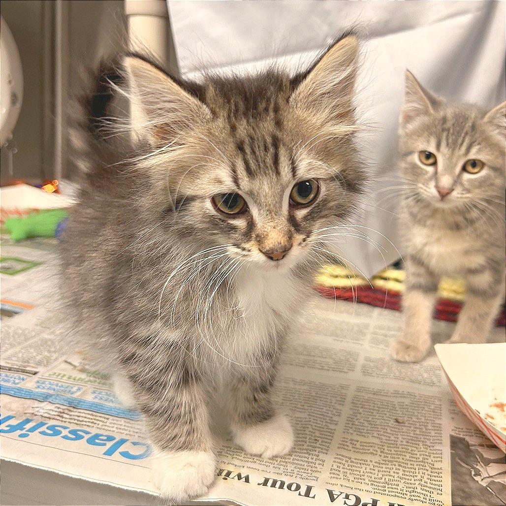 Enlarge Max, a Adoptable Domestic Medium Hair in Hendersonville, NC image 3/5