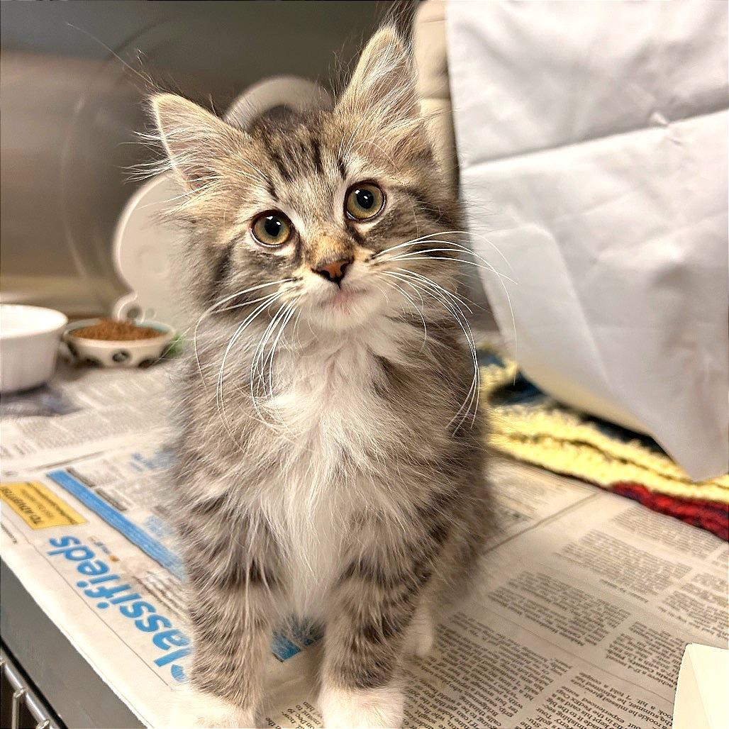 Enlarge Max, a Adoptable Domestic Medium Hair in Hendersonville, NC image 4/5
