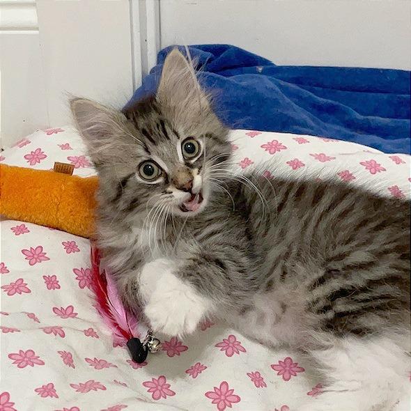 Enlarge Max, a Adoptable Domestic Medium Hair in Hendersonville, NC image 5/5