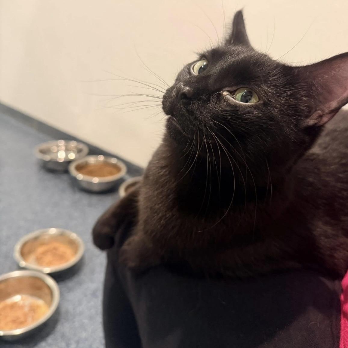 Enlarge Anthony, an adoptable Domestic Medium Hair in Palatine, IL image 2/2