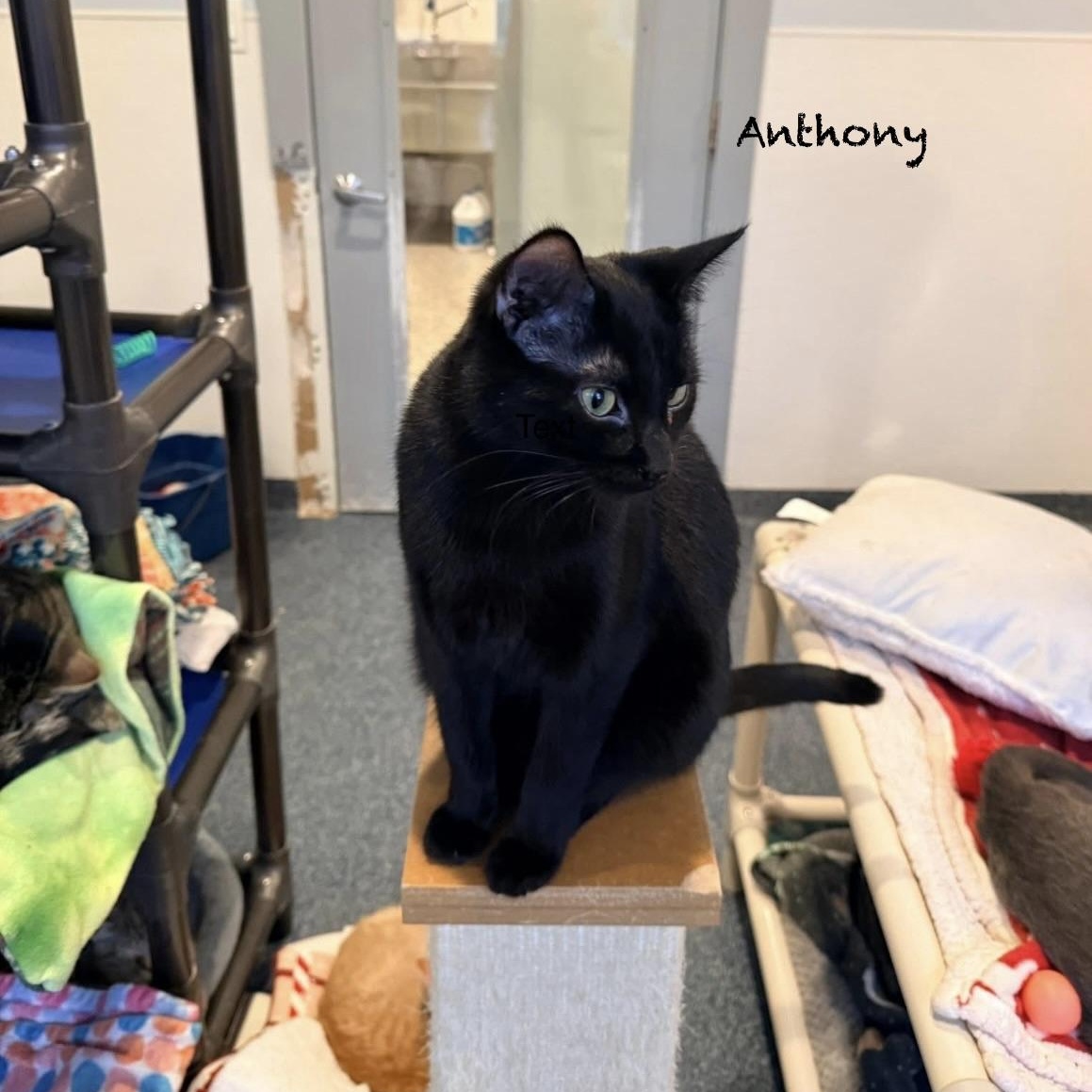 Anthony, adoptable, Kitten Male Domestic Medium Hair.