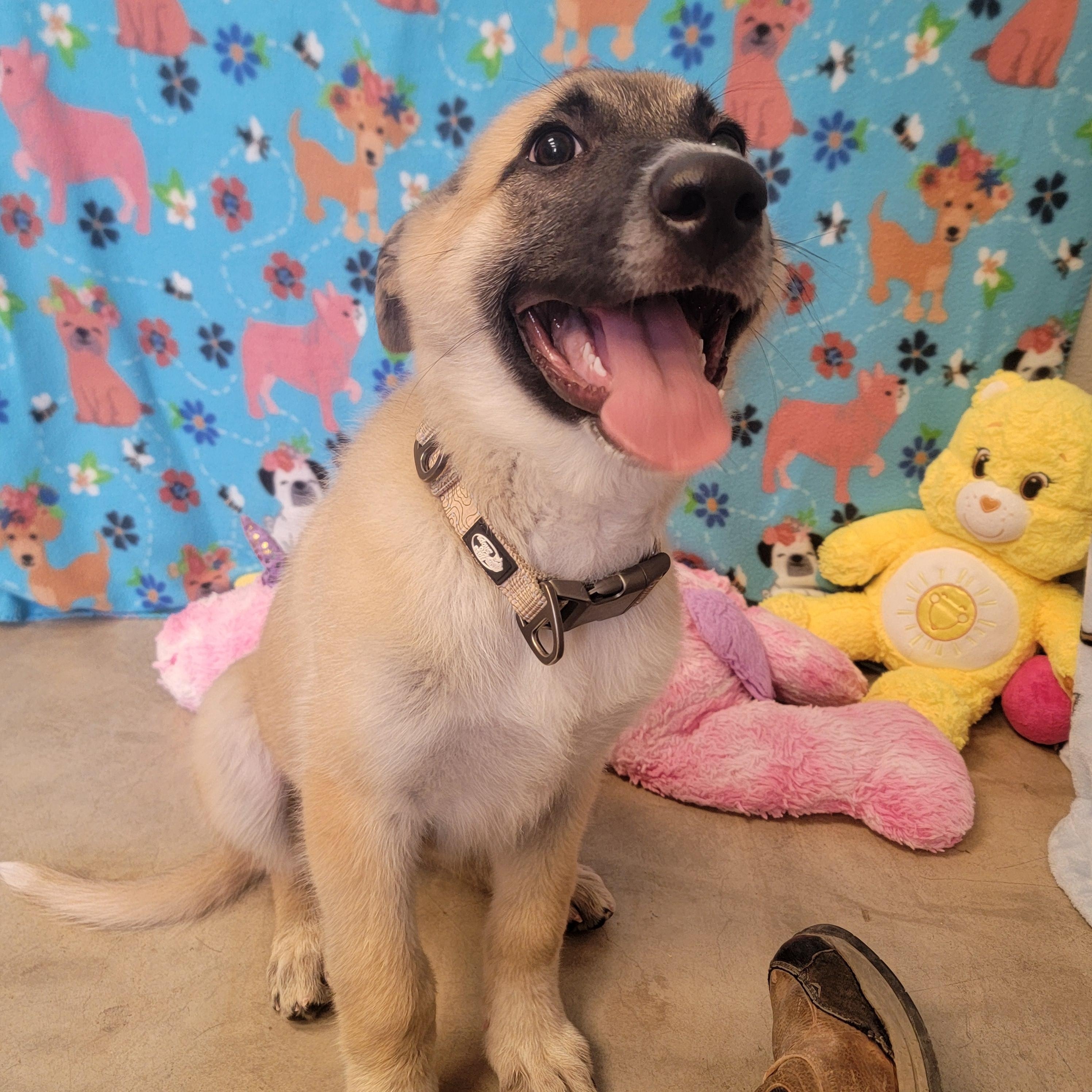 Enlarge Bon Bon, an adoptable mixed breed in ALPINE, TX image 3/6