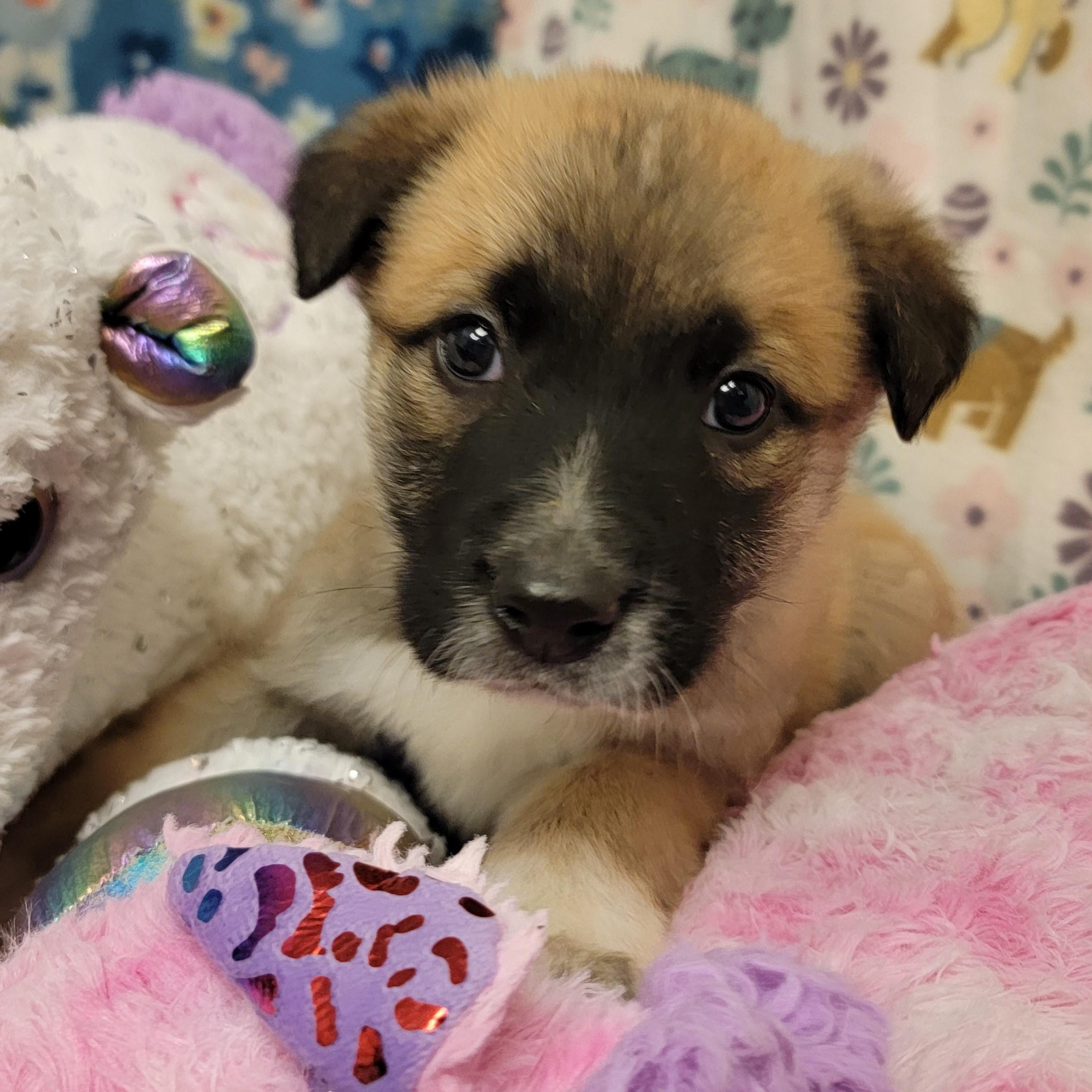 Enlarge Bon Bon, a ADOPTABLE mixed breed in ALPINE, TX image 4/4