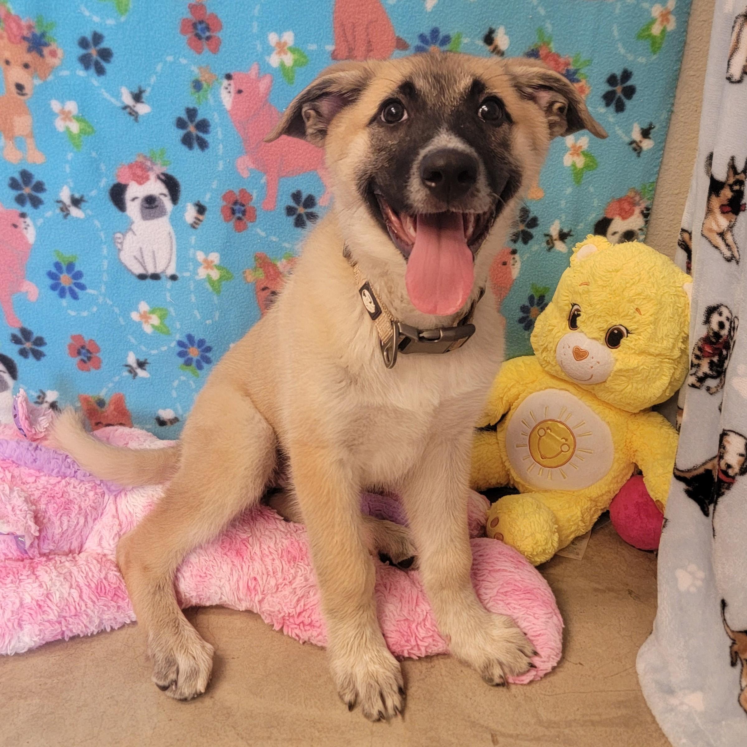 Enlarge Bon Bon, an adoptable mixed breed in ALPINE, TX image 4/6