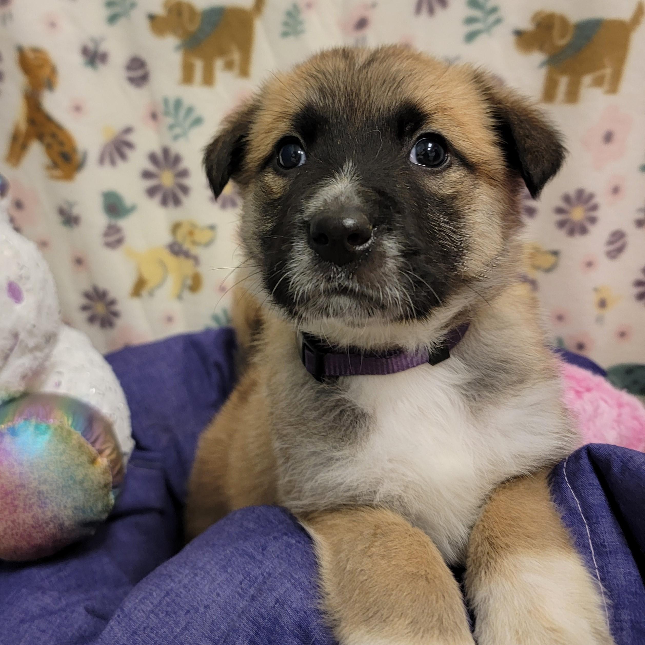 Enlarge Bon Bon, a ADOPTABLE mixed breed in ALPINE, TX image 1/4
