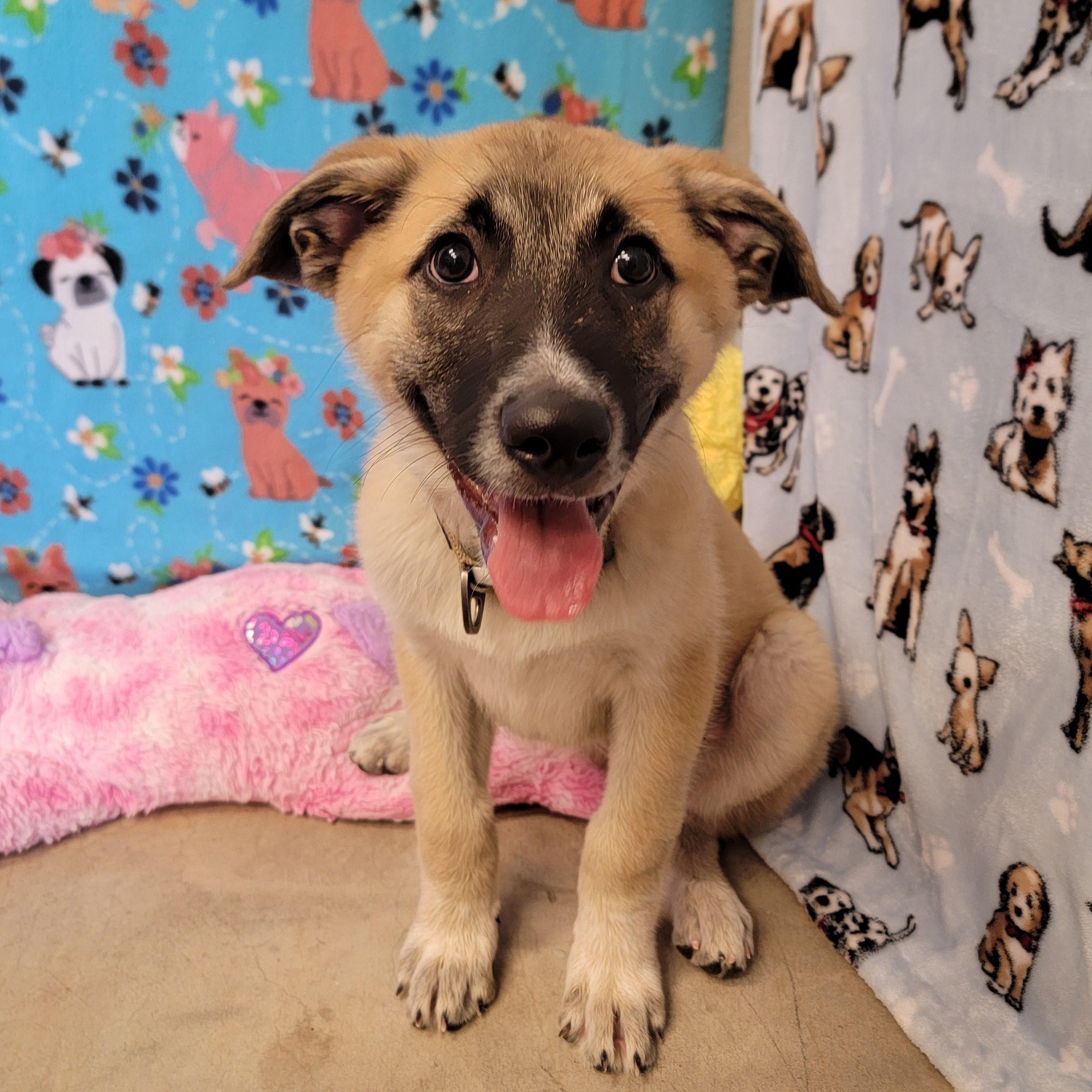 Enlarge Bon Bon, an adoptable mixed breed in ALPINE, TX image 5/6