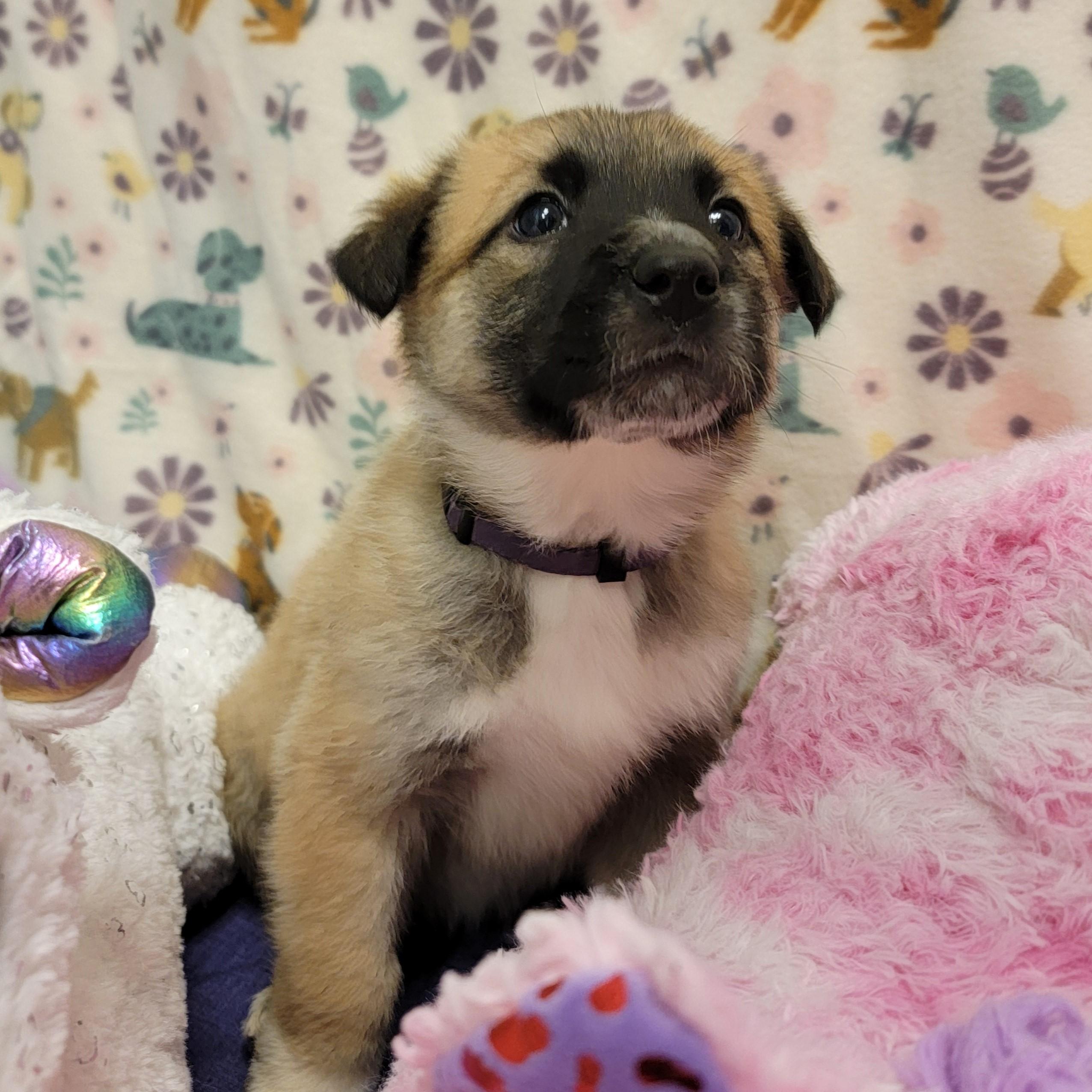 Enlarge Bon Bon, a ADOPTABLE mixed breed in ALPINE, TX image 2/4