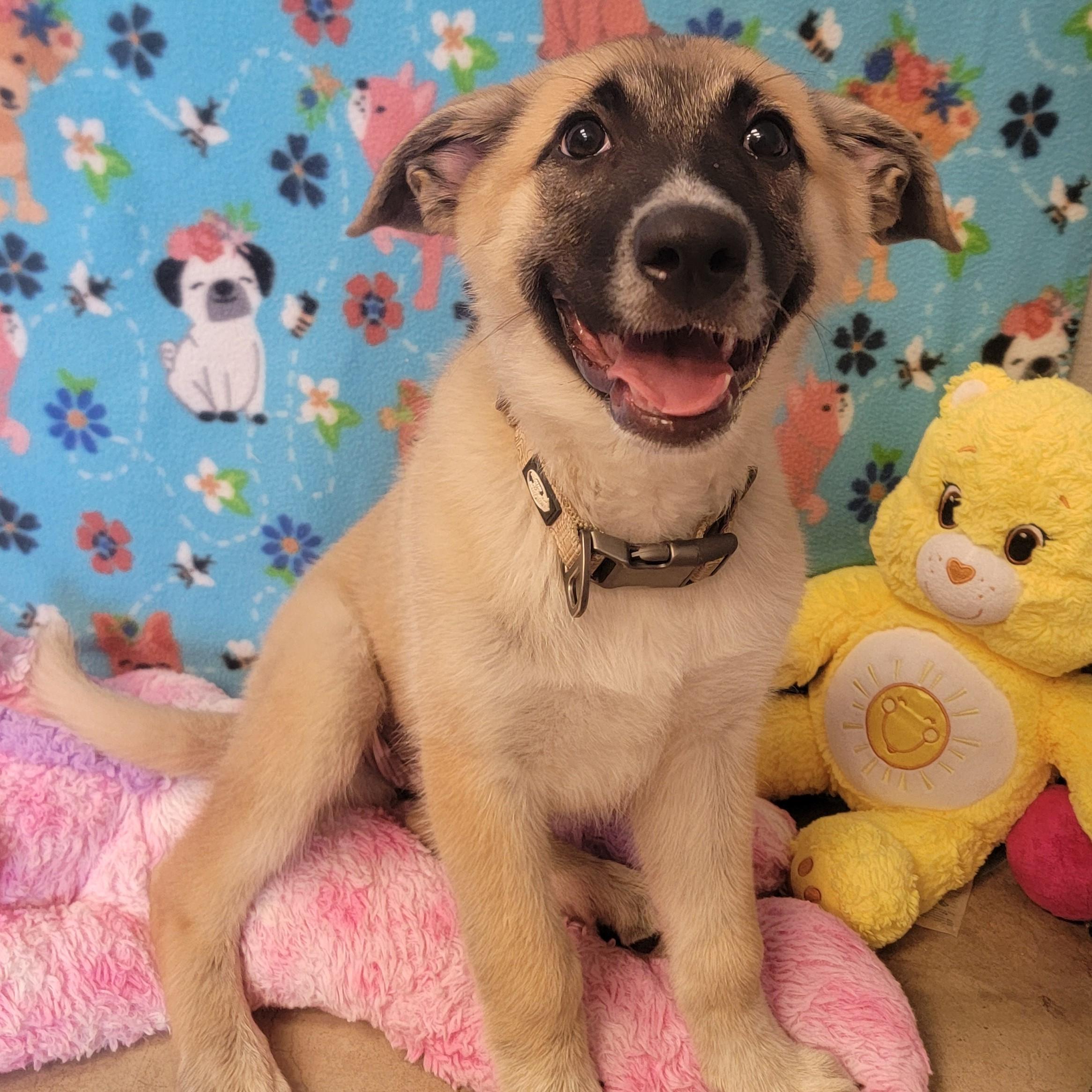 Enlarge Bon Bon, an adoptable mixed breed in ALPINE, TX image 1/6