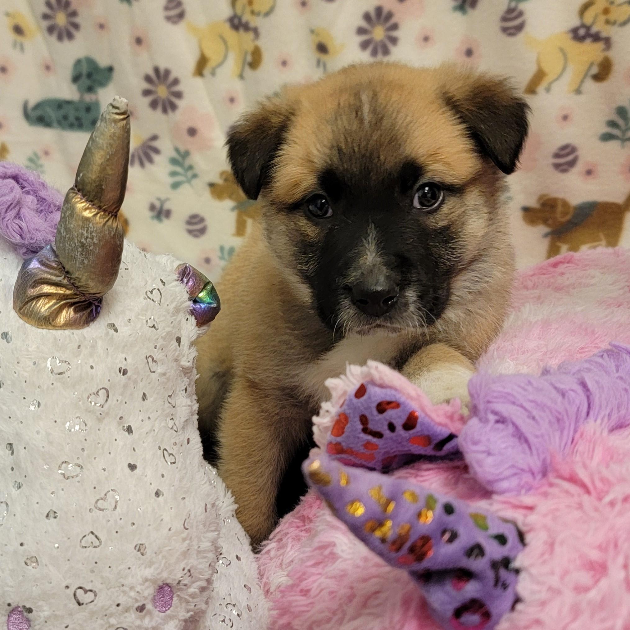 Enlarge Bon Bon, a ADOPTABLE mixed breed in ALPINE, TX image 3/4