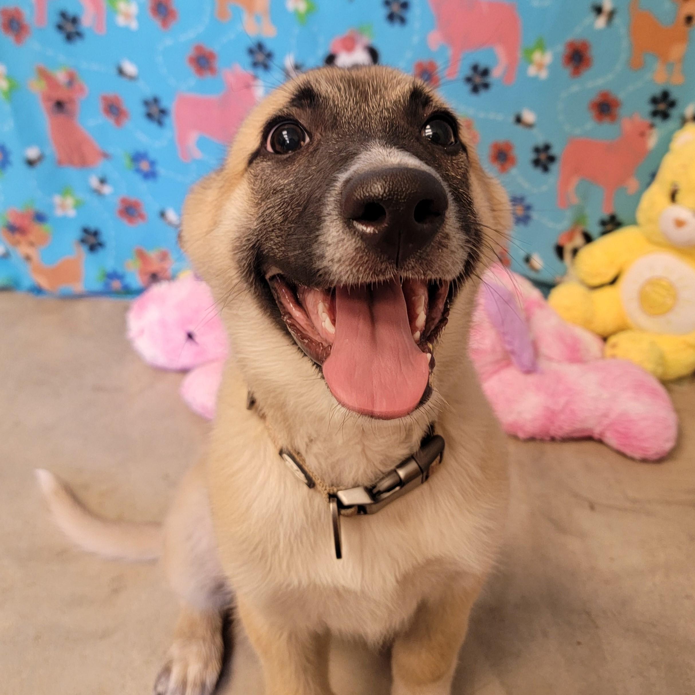 Enlarge Bon Bon, an adoptable mixed breed in ALPINE, TX image 2/6