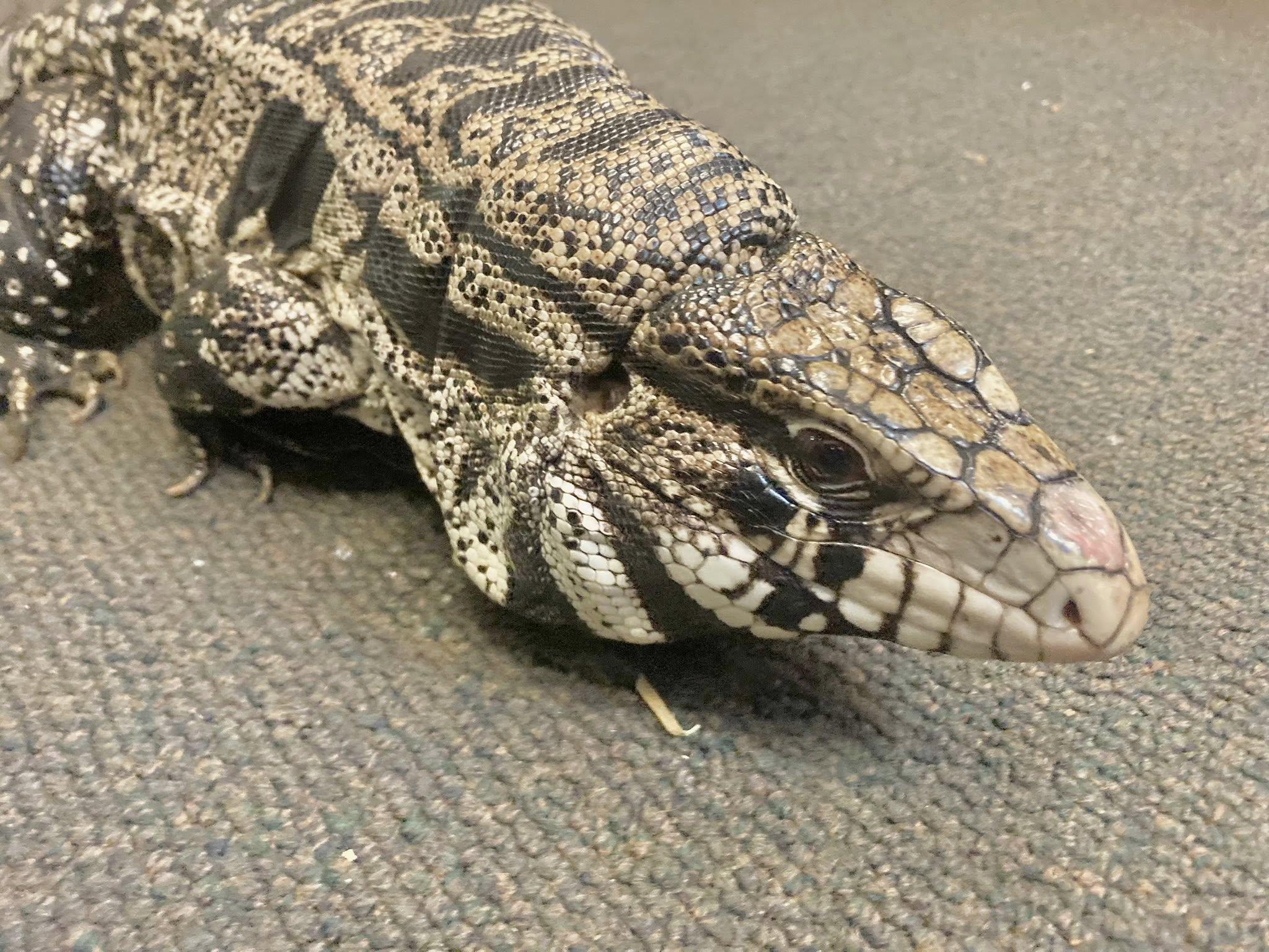 Enlarge Annie, an adopted Lizard in Palmerton, PA image 3/4