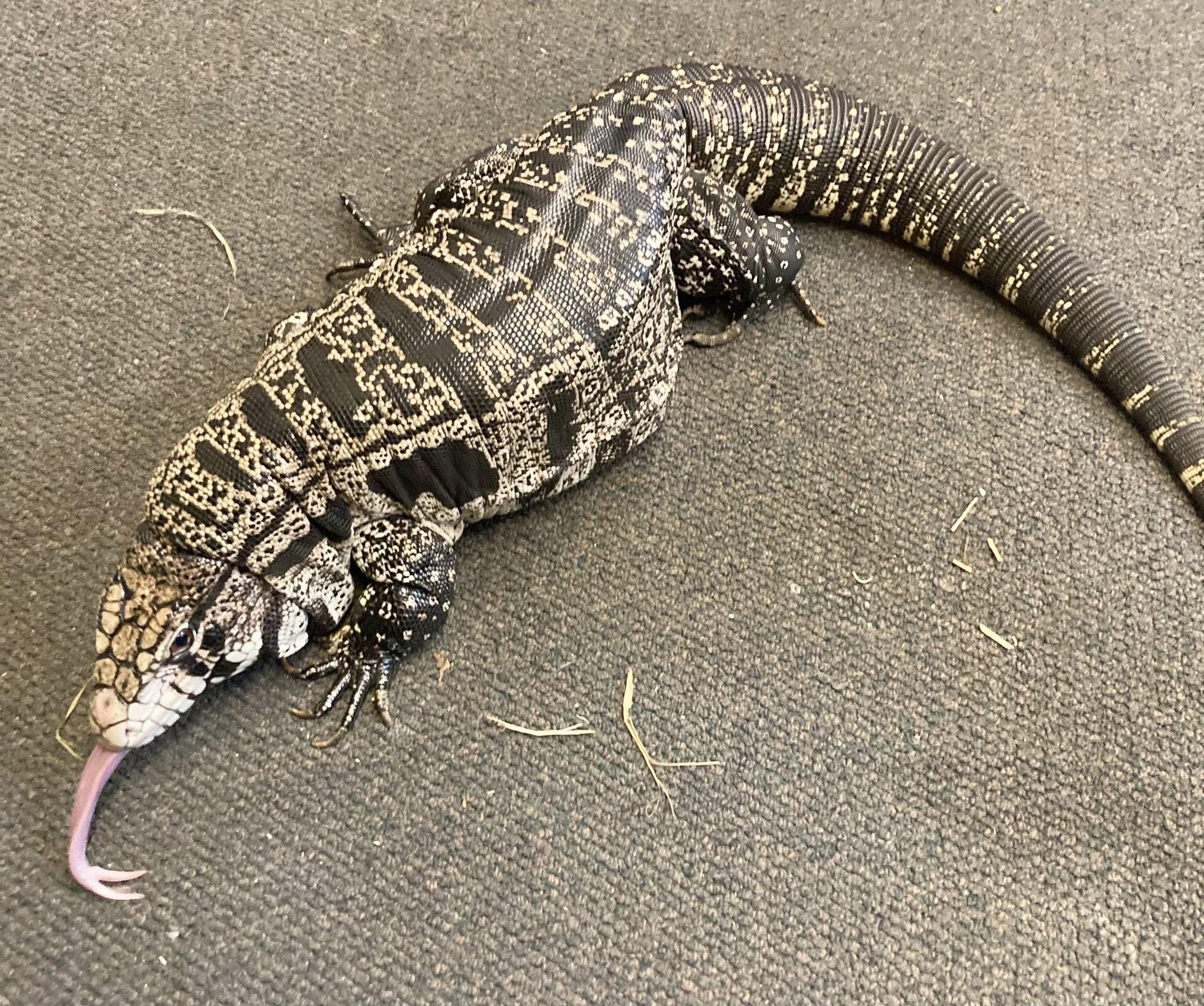 Enlarge Annie, an adopted Lizard in Palmerton, PA image 2/4