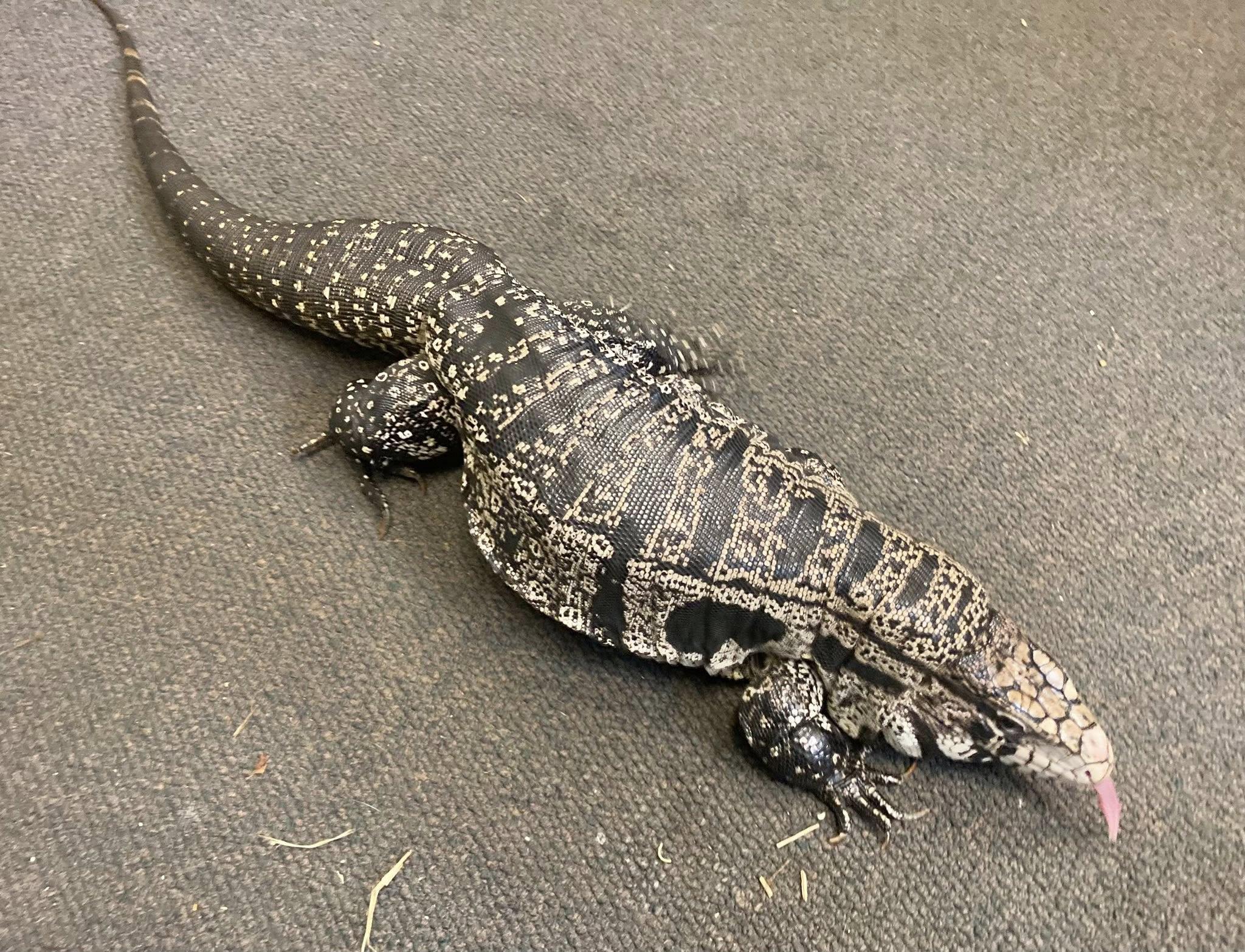 Enlarge Annie, an adopted Lizard in Palmerton, PA image 4/4