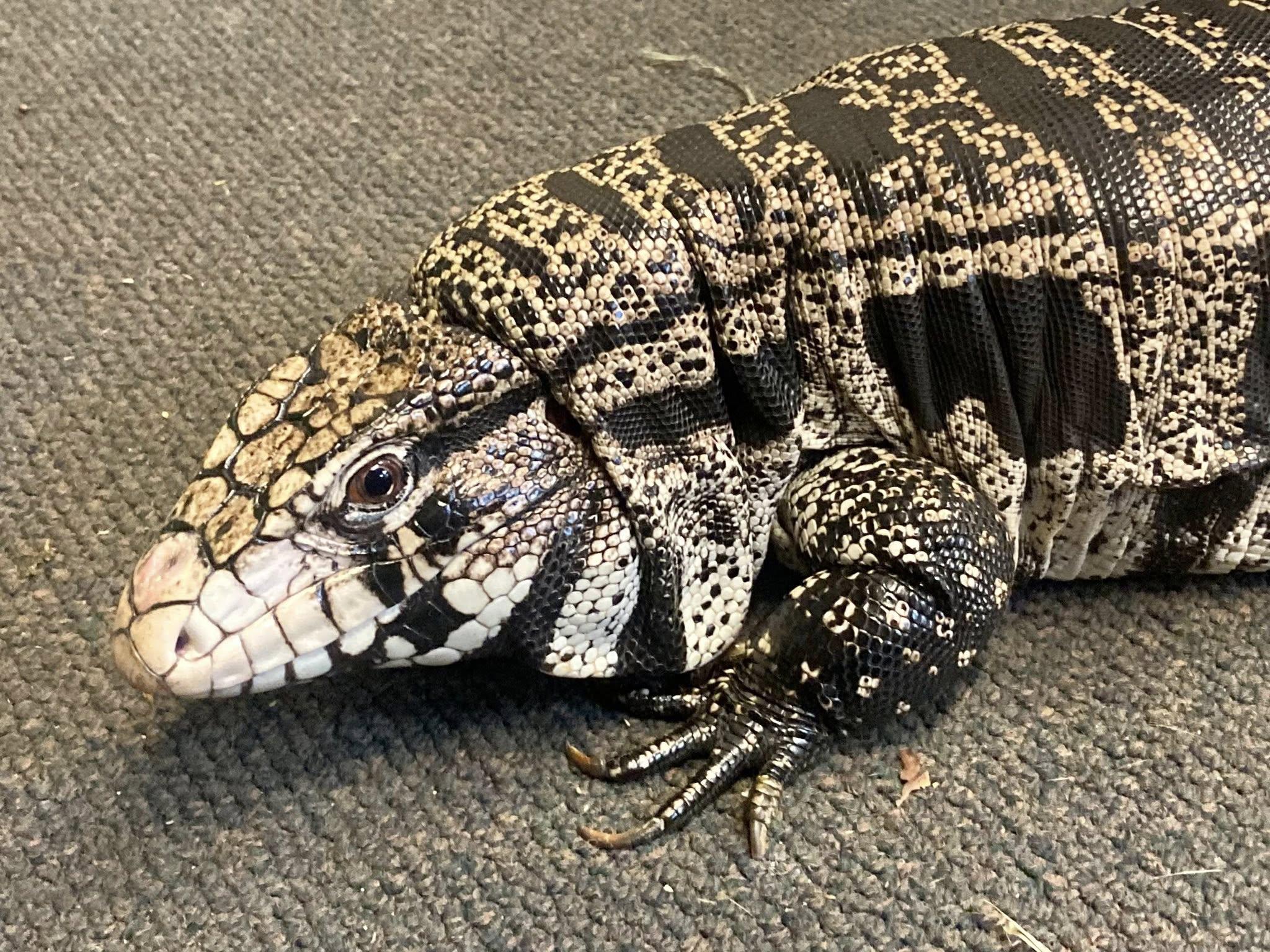 Annie, adopted, Adult Female Lizard.