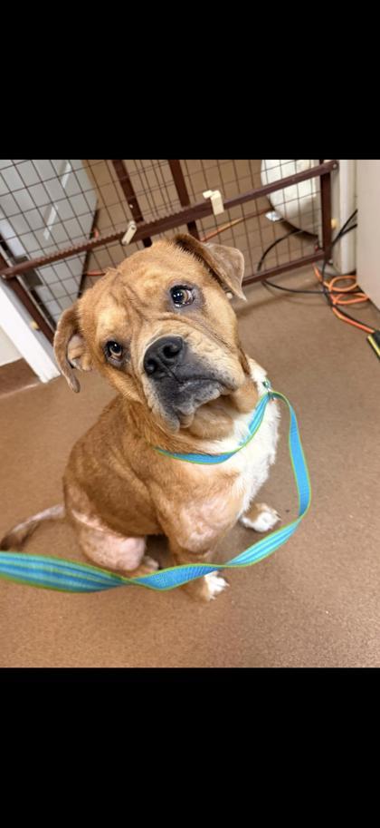 Mary Jane, Adoptable, Adult Female Bulldog.