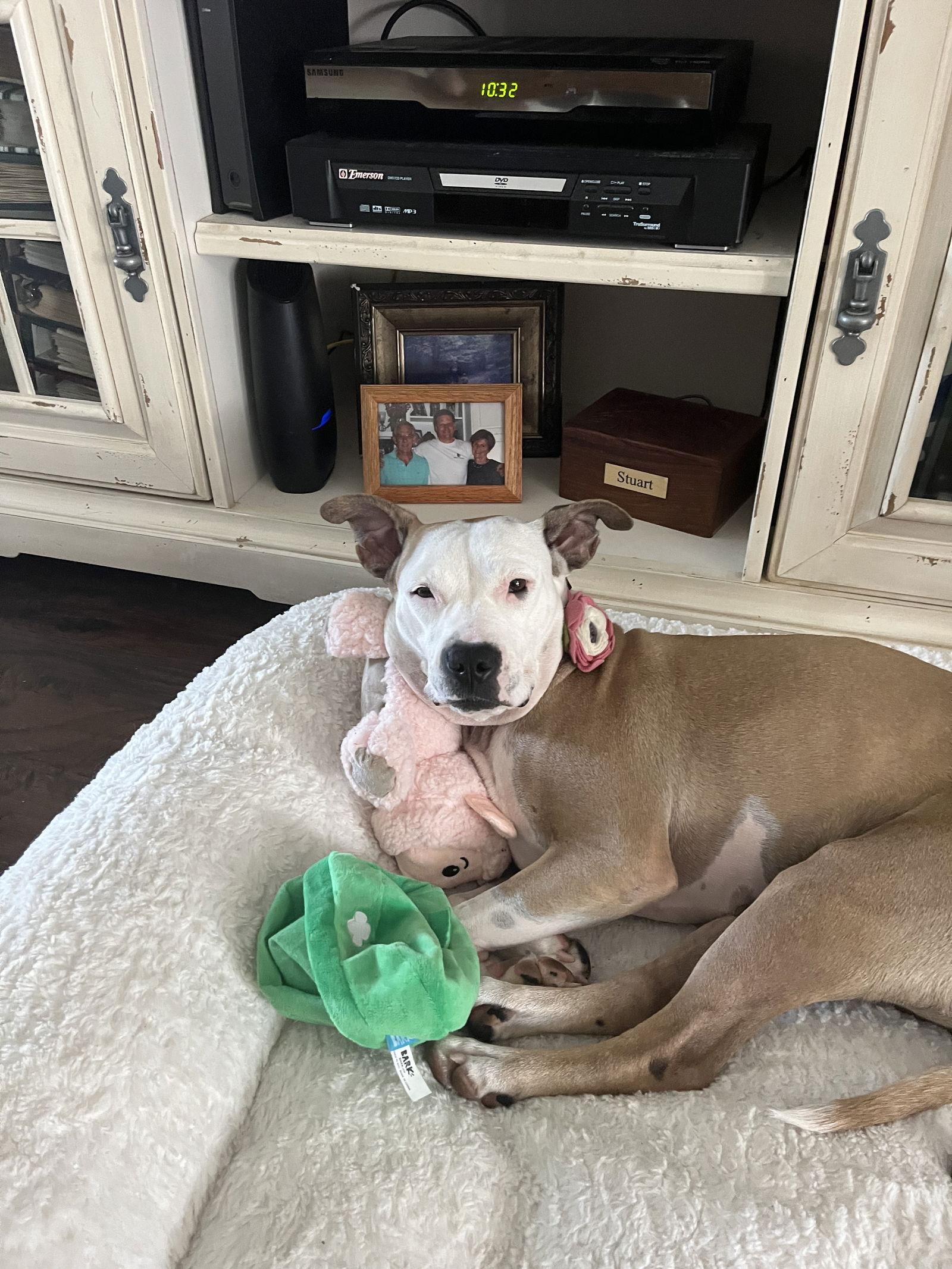 Mimosa, Adopted, Young Female Pit Bull Terrier.