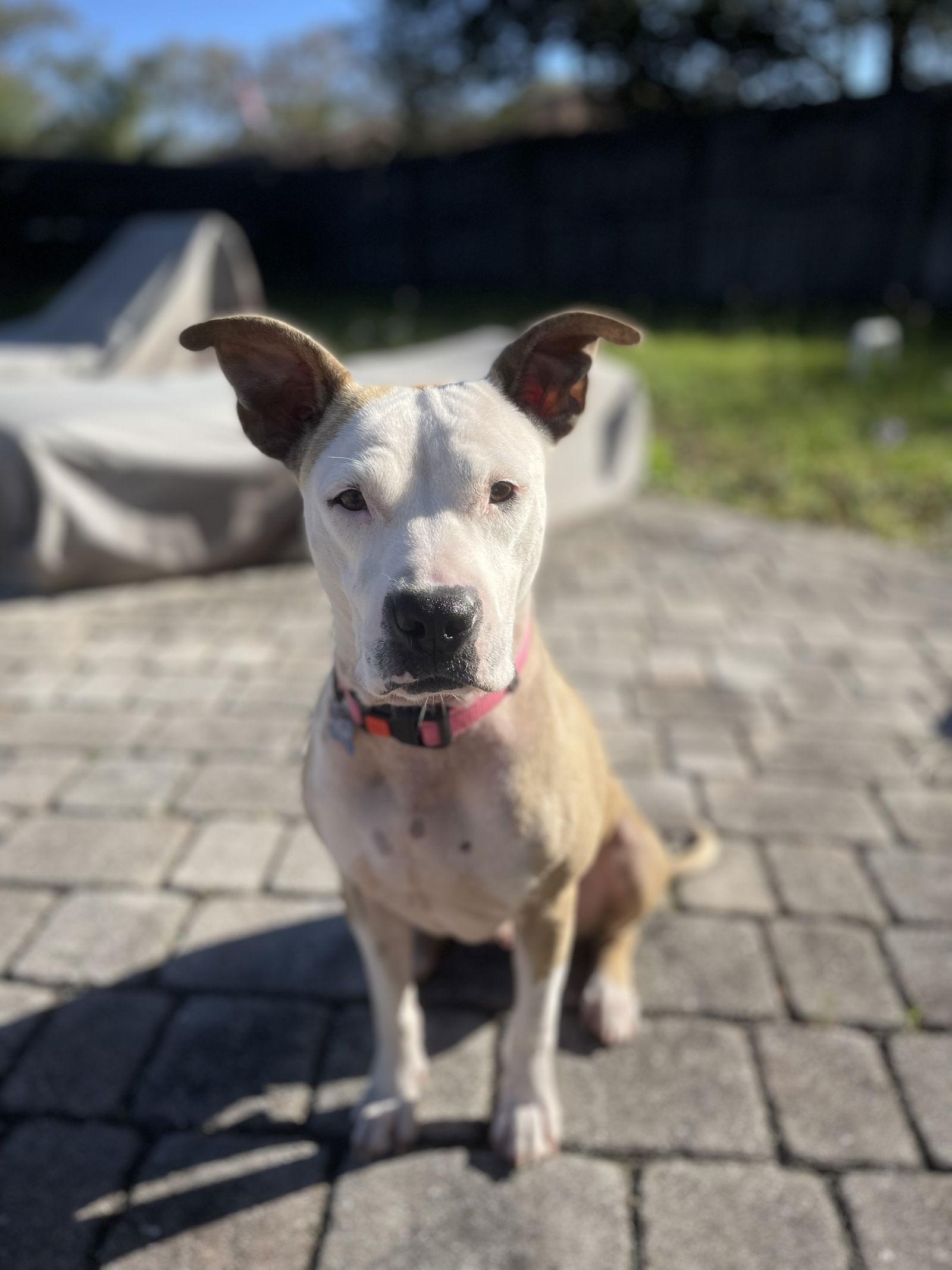 Enlarge Mimosa, a Adopted Pit Bull Terrier in Saint Augustine, FL image 2/3