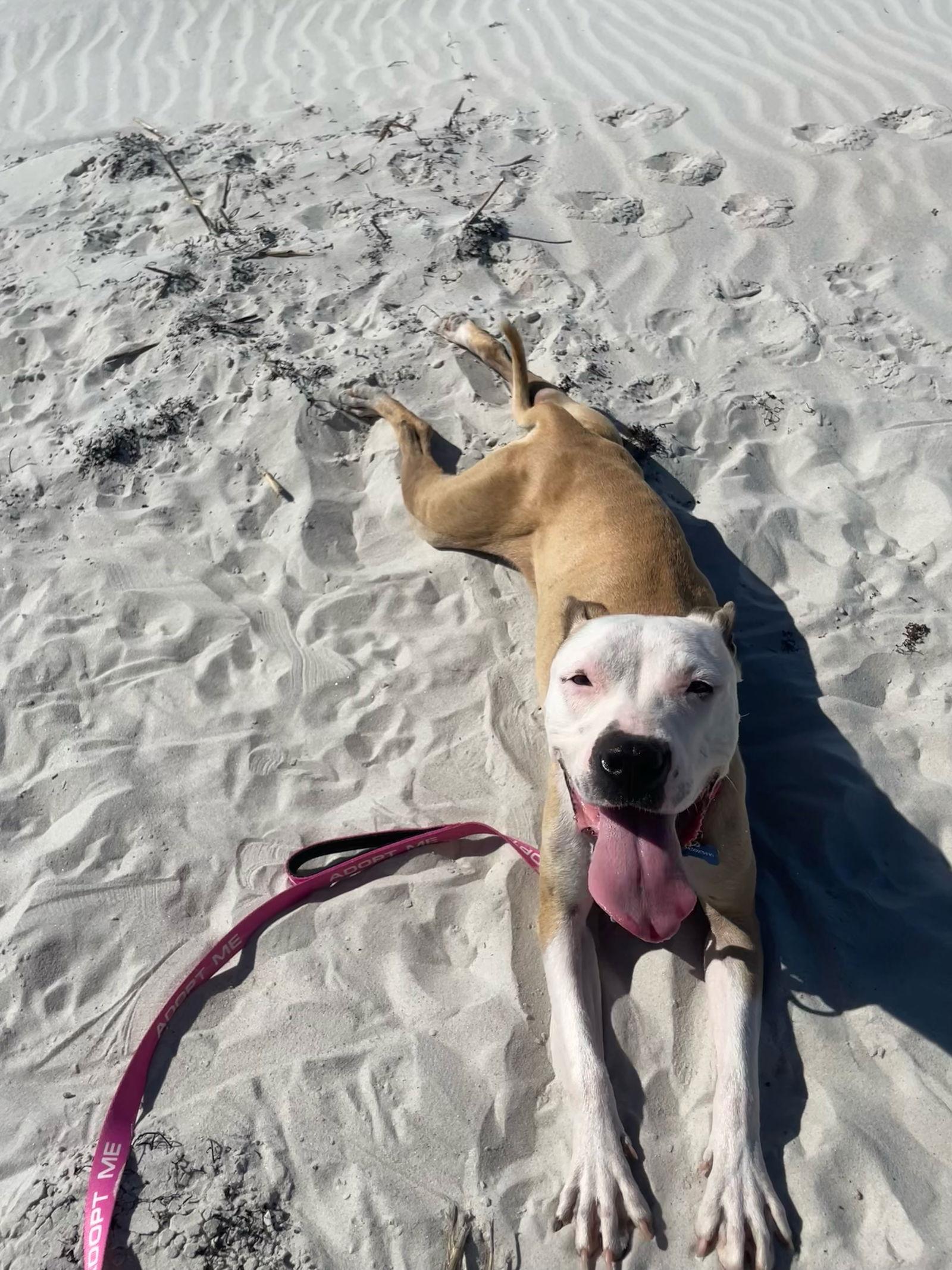 Enlarge Mimosa, a Adopted Pit Bull Terrier in Saint Augustine, FL image 3/3