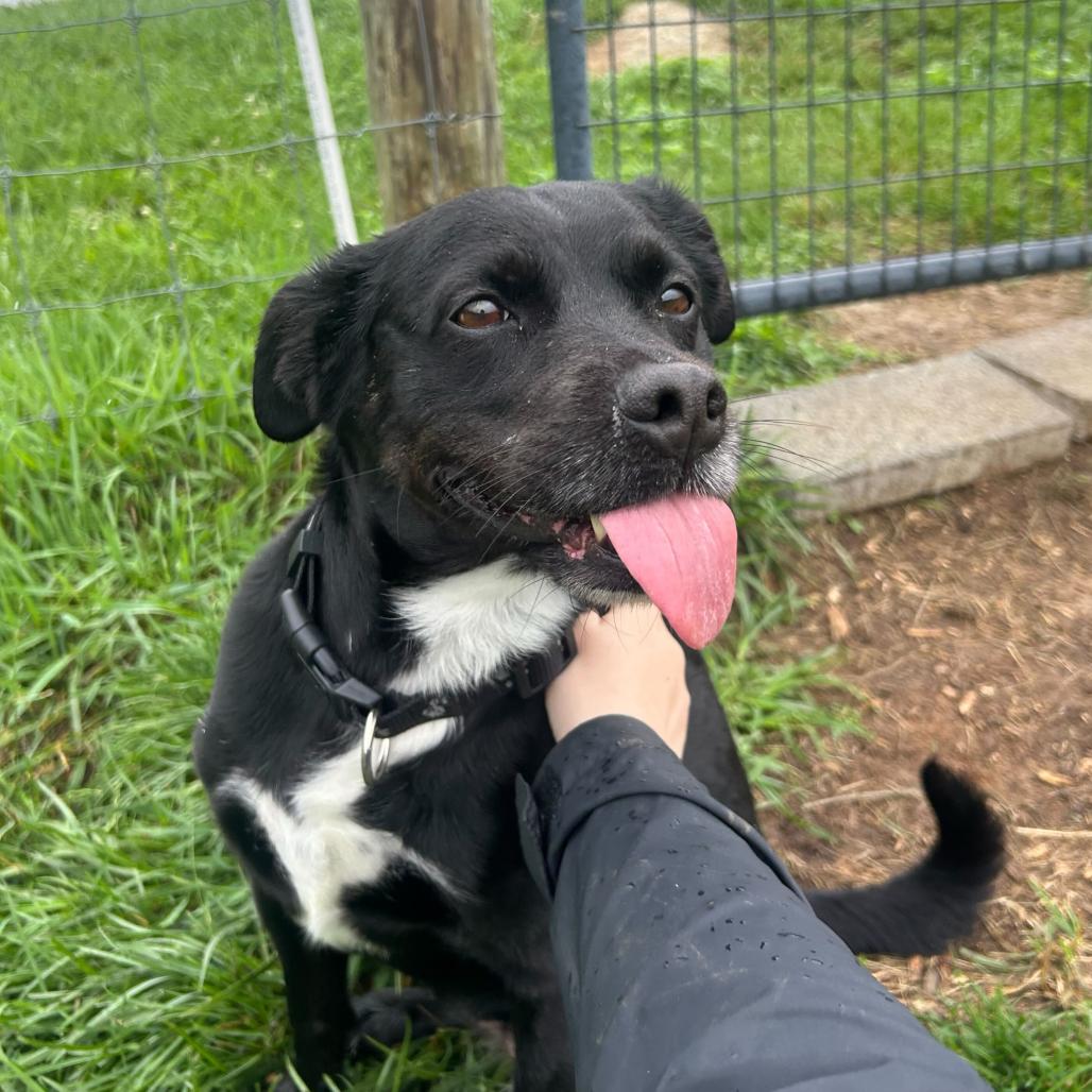 Sable, a Adoptable mixed breed in Marion, VA image 2/6