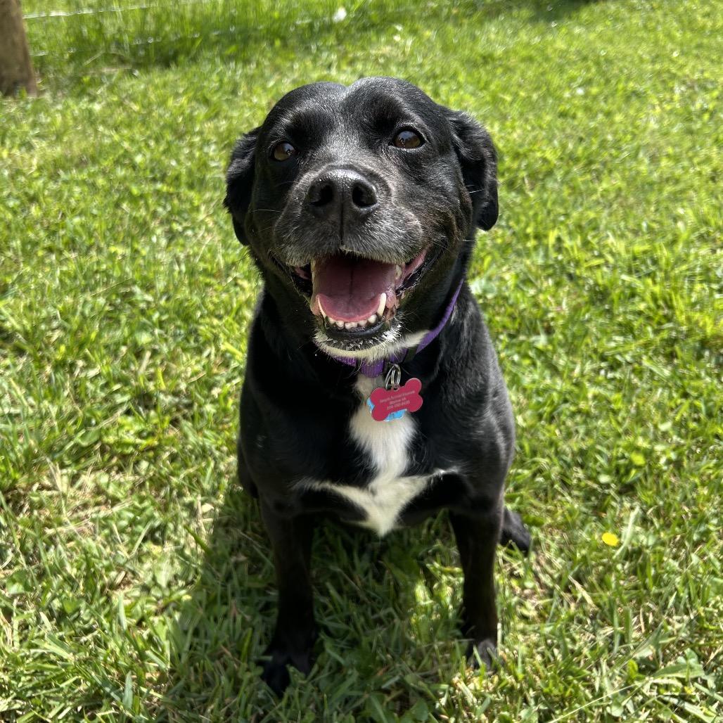 Sable, Adoptable, Adult Female Black Labrador Retriever & Border Collie.