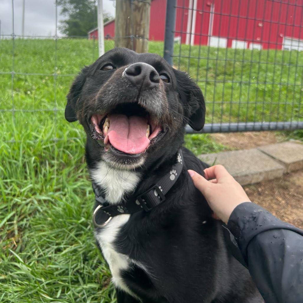 Sable, a Adoptable mixed breed in Marion, VA image 5/6